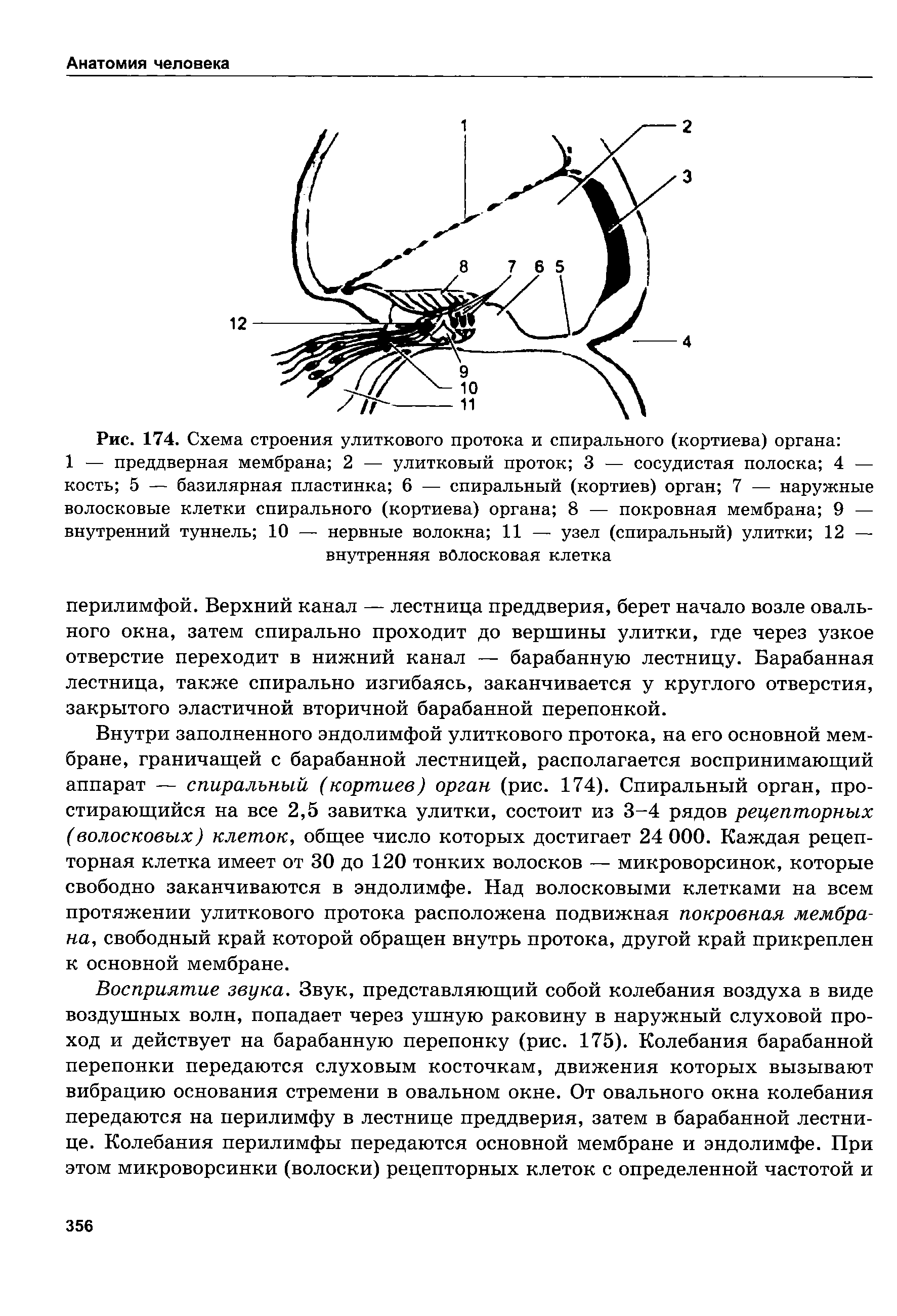 Рис. 174. Схема строения улиткового протока и спирального (кортиева) органа 1 — преддверная мембрана 2 — улитковый проток 3 — сосудистая полоска 4 — кость 5 — базилярная пластинка 6 — спиральный (кортиев) орган 1 — наружные волосковые клетки спирального (кортиева) органа 8 — покровная мембрана 9 — внутренний туннель 10 — нервные волокна 11 — узел (спиральный) улитки 12 — внутренняя волосковая клетка...