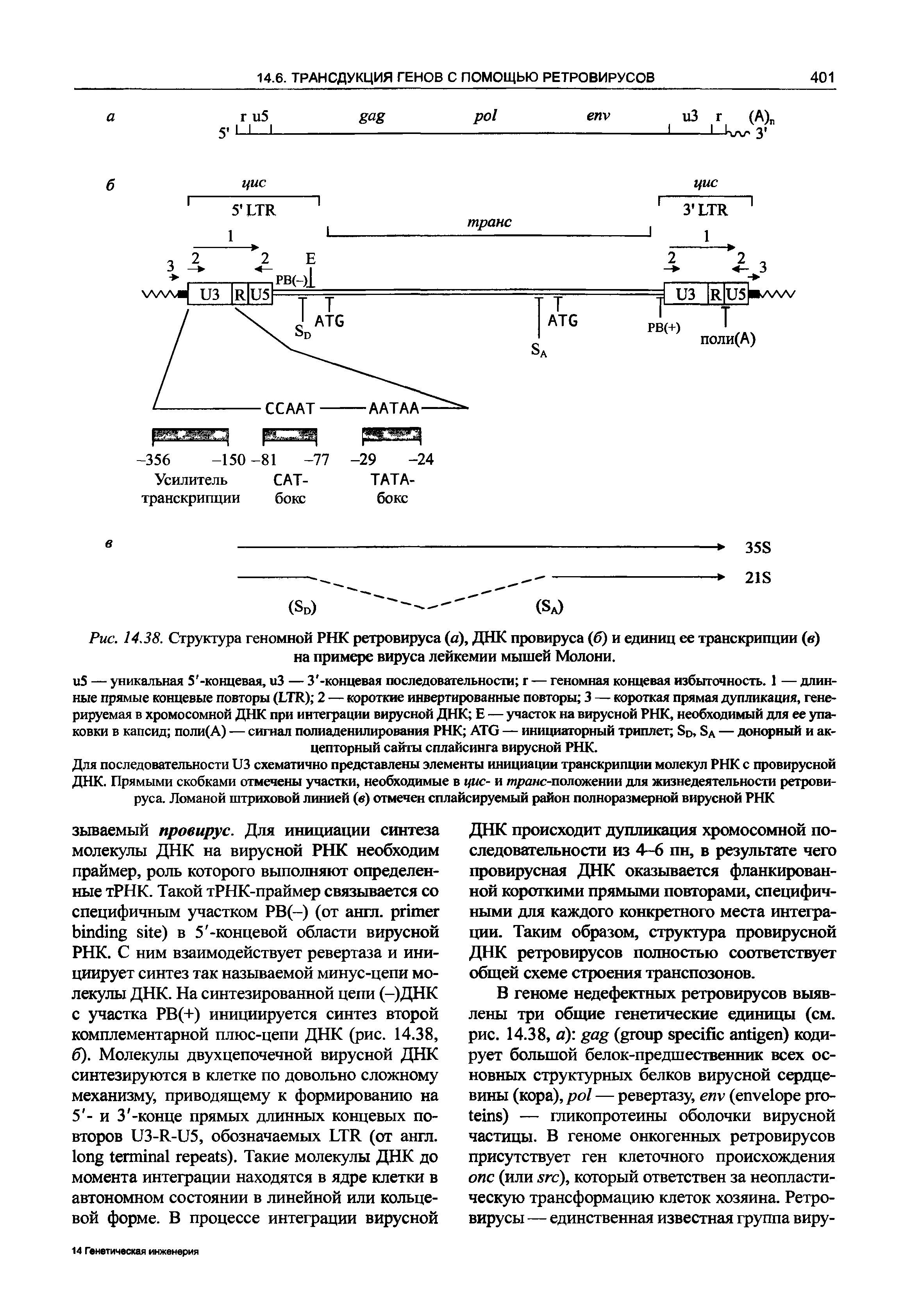 Рис. 14.38. Структура геномной РНК ретровируса (а), ДНК провируса (б) и единиц ее транскрипции (в) на примере вируса лейкемии мышей Молони.