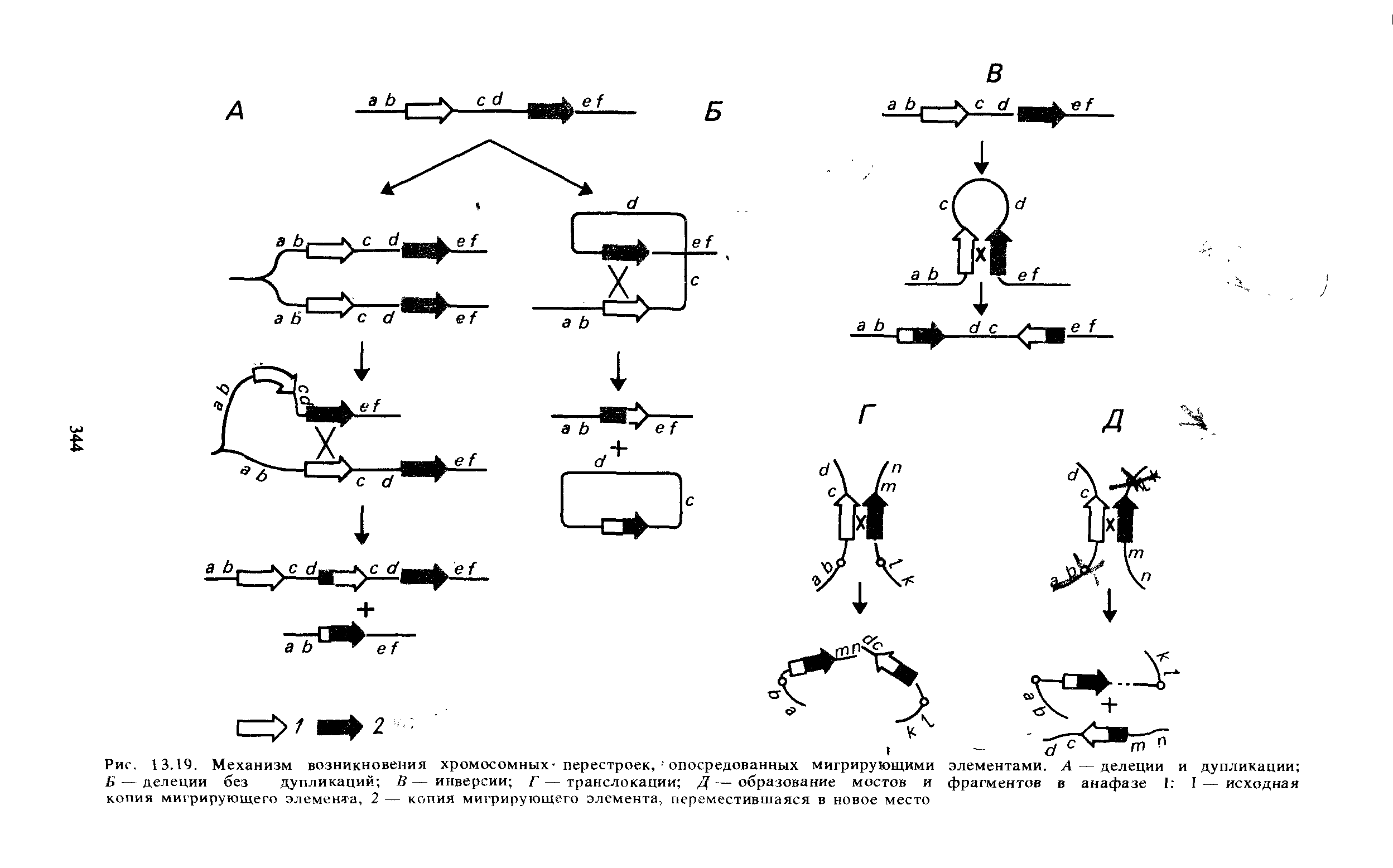 Рис. 13.19. Механизм возникновения хромосомных- перестроек, опосредованных мигрирующими элементами. А — делеции и дупликации ...