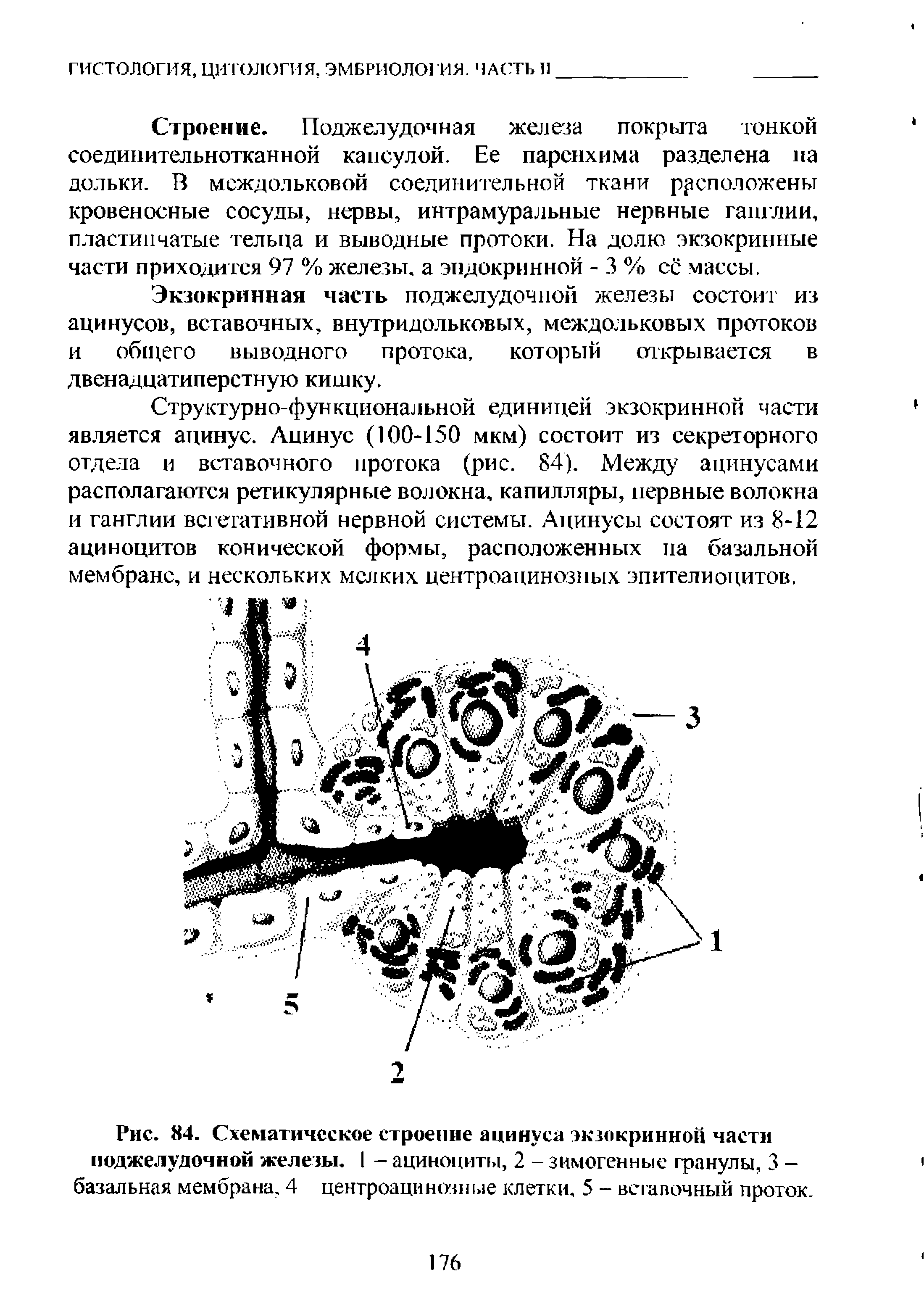 Рис. 84. Схематическое строение ацинуса экзокринной части поджелудочной железы. I — ациноциты, 2 - зимогенные гранулы, 3 — базальная мембрана. 4 центроацинозные клетки, 5 - вставочный проток.