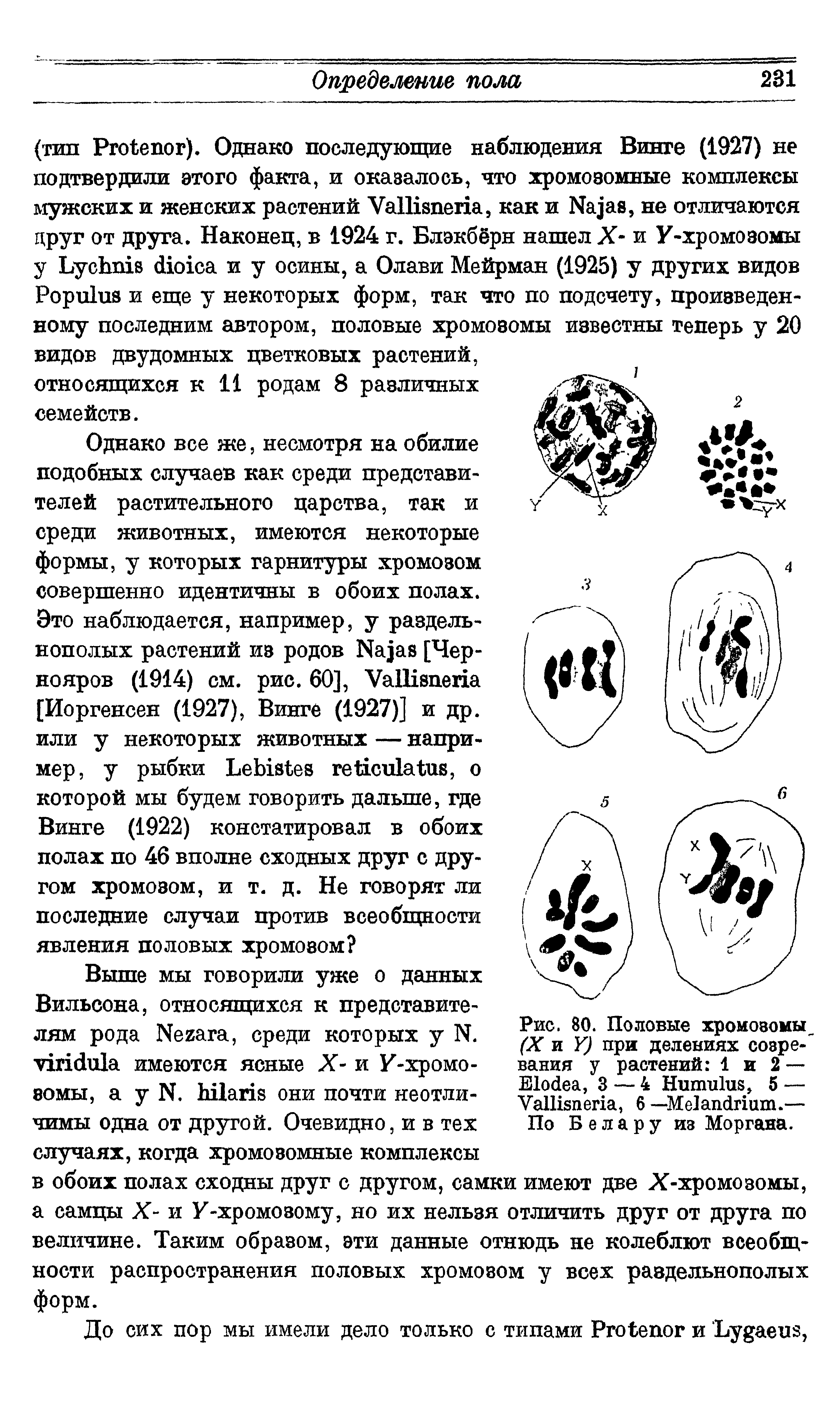 Рис. 80. Половые хромозомы (X и У) при делениях созревания у растений 1 и 2 — В1ос1еа, 3 — 4 НипшЪде, б — УаШзпепа, 6 —МеЗапсЫиш.— По Б е л а р у из Моргана.