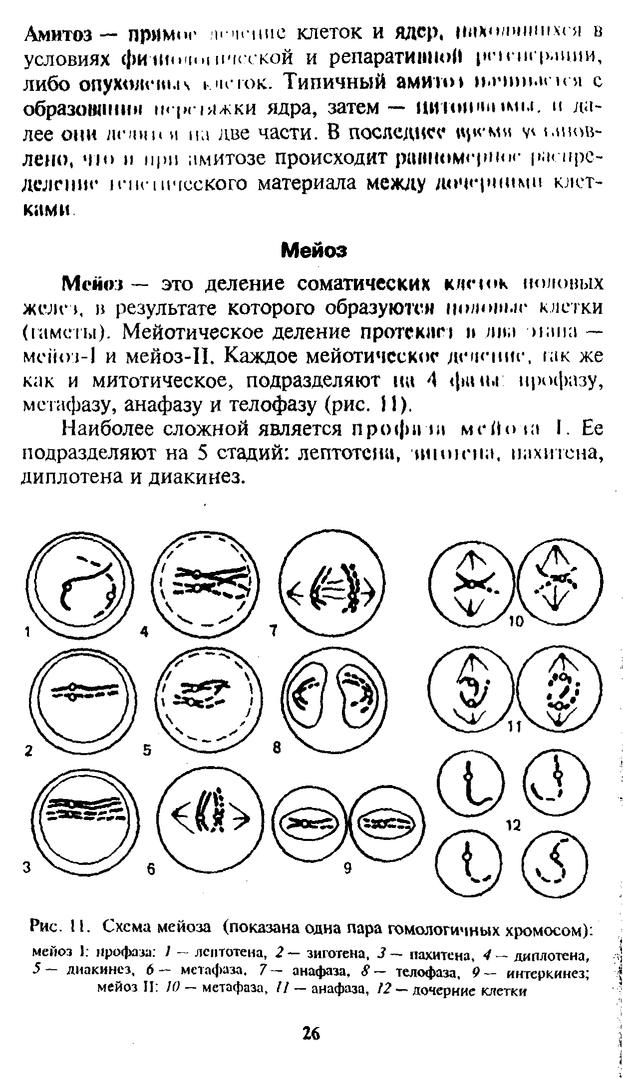 Рис. 11. Схема мейоза (показана одна пара гомологичных хромосом) мейоз 1. профаза 7 лептотена, 2 знготена, 3— пахитсна, 4 — диплотена, 5 диакинез, 6— метафаза. 7— анафаза, 8— телофаза, 9— интеркинез мейоз II 10 — метафаза, 77 — анафаза, 12 — дочерние клетки...