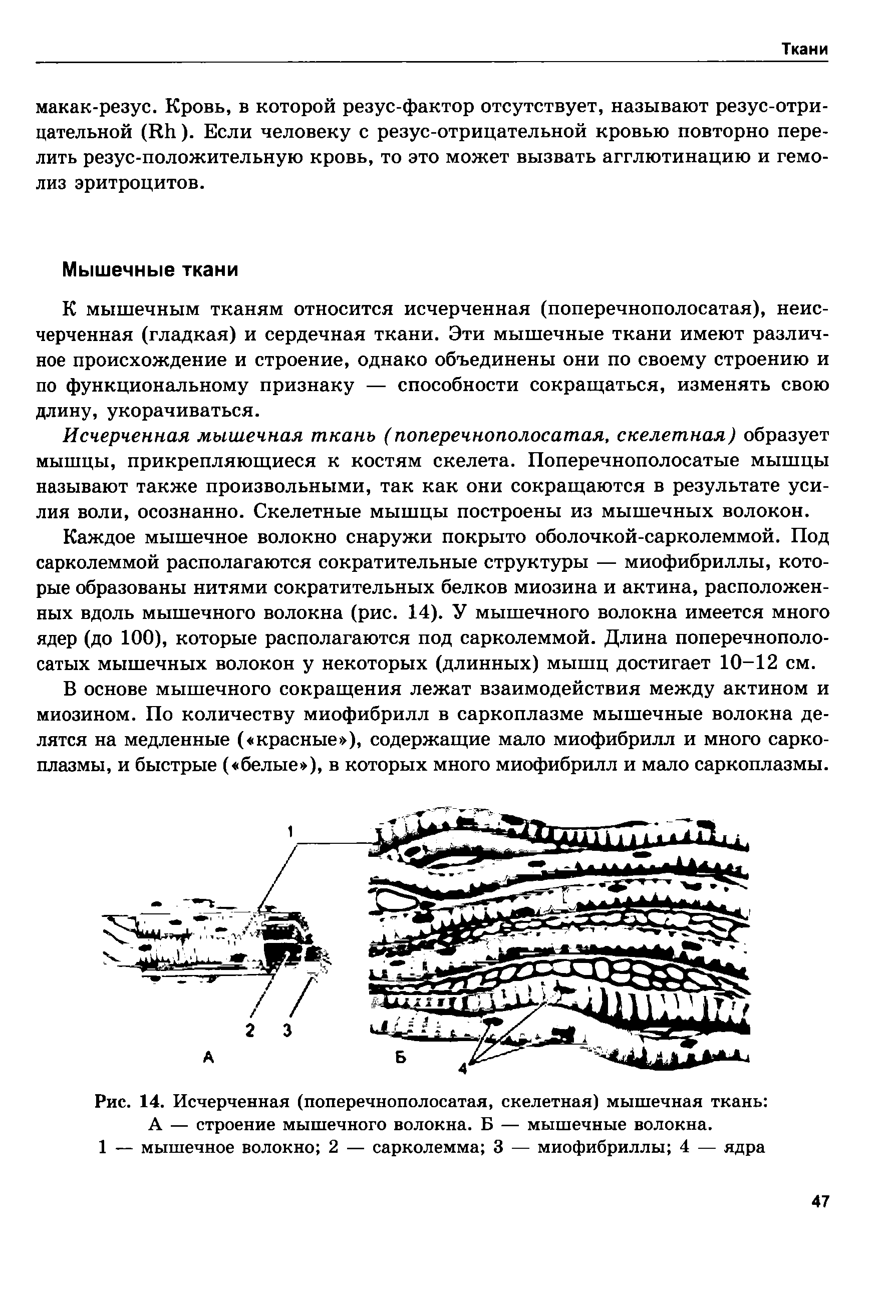 Рис. 14. Исчерченная (поперечнополосатая, скелетная) мышечная ткань А — строение мышечного волокна. Б — мышечные волокна.