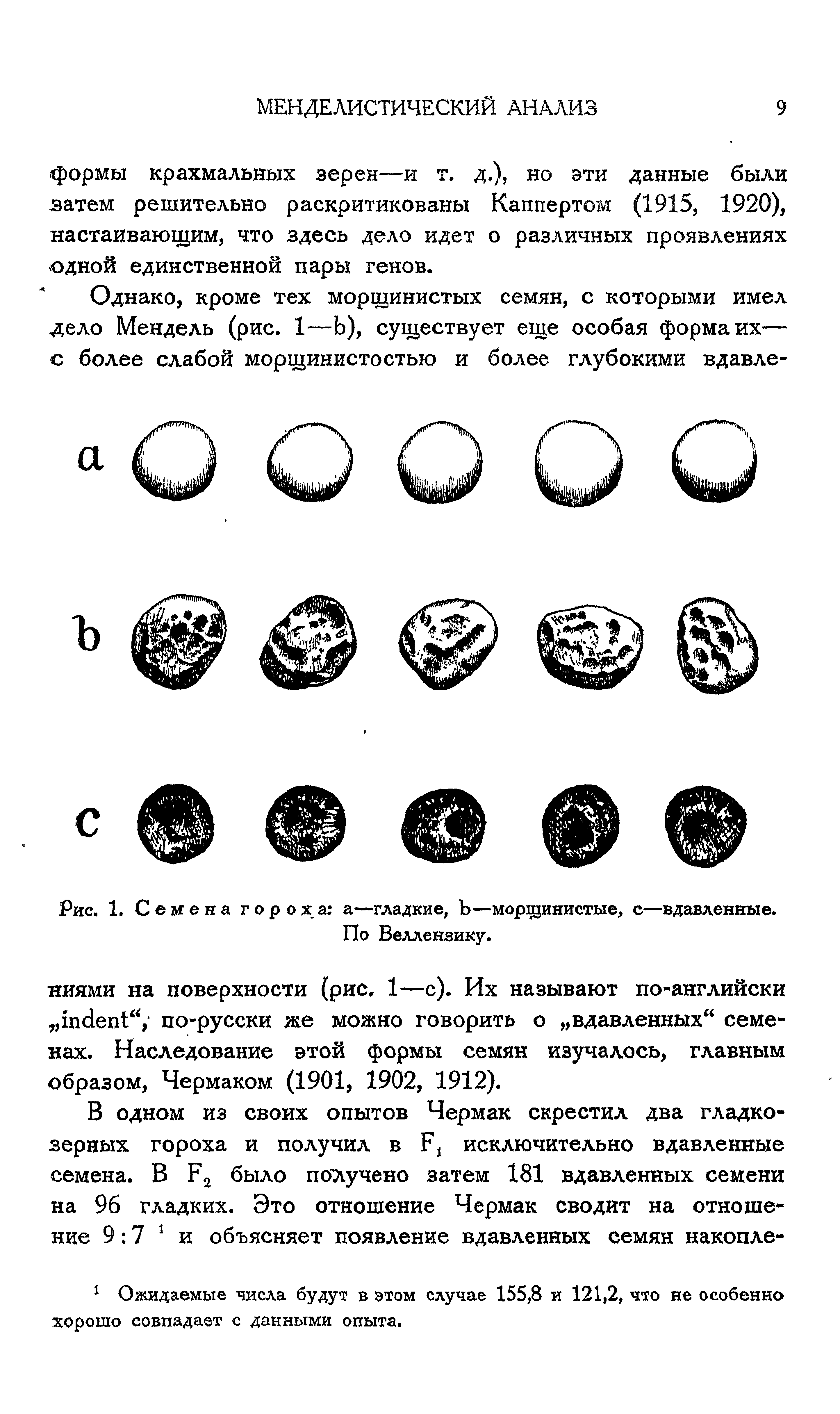 Рис. 1. Семена гороха а—гладкие, —морщинистые, с—вдавленные. По Веллензику.