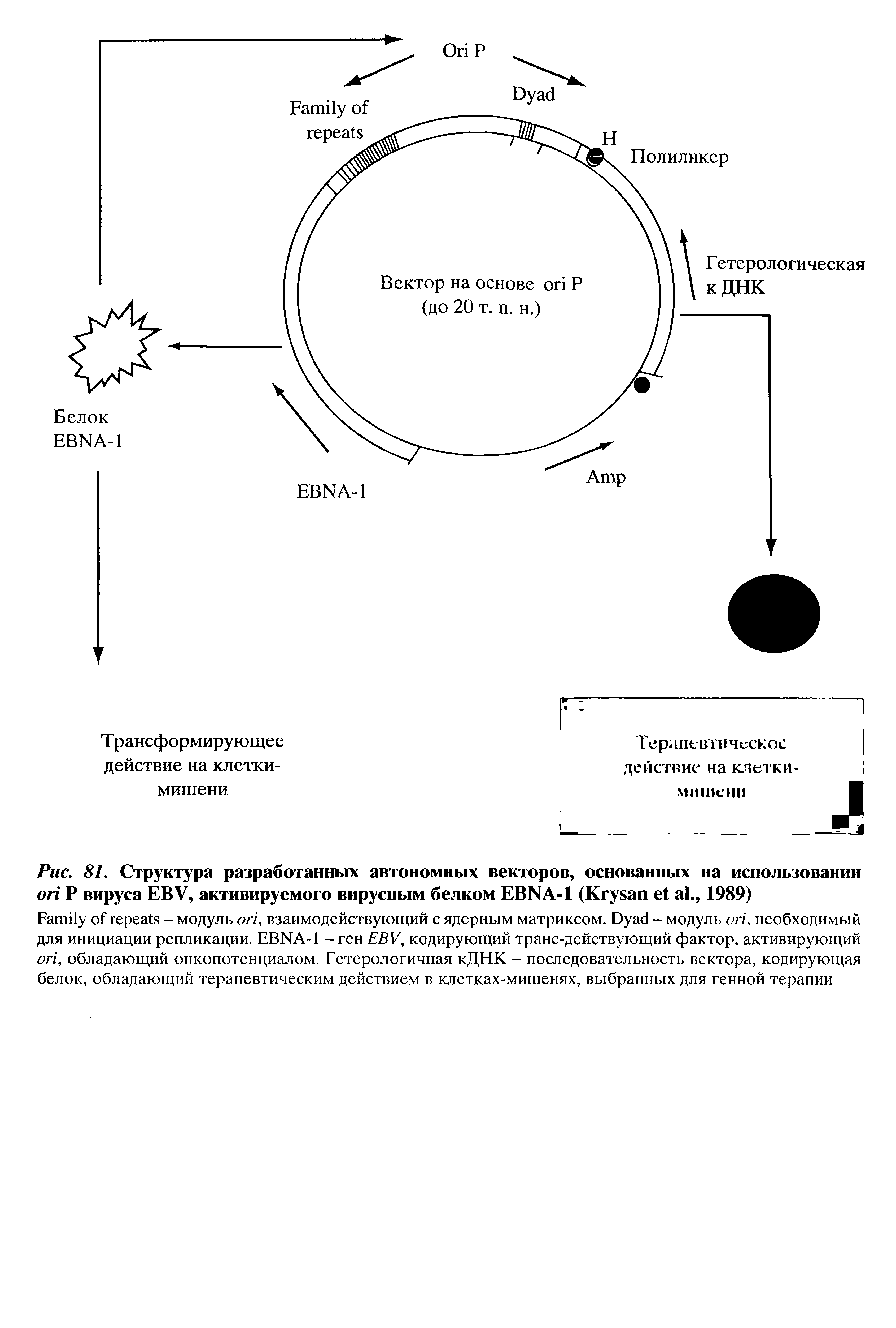 Рис. 81. Структура разработанных автономных векторов, основанных на использовании Р вируса EBV, активируемого вирусным белком EBNA-1 (K ., 1989)...