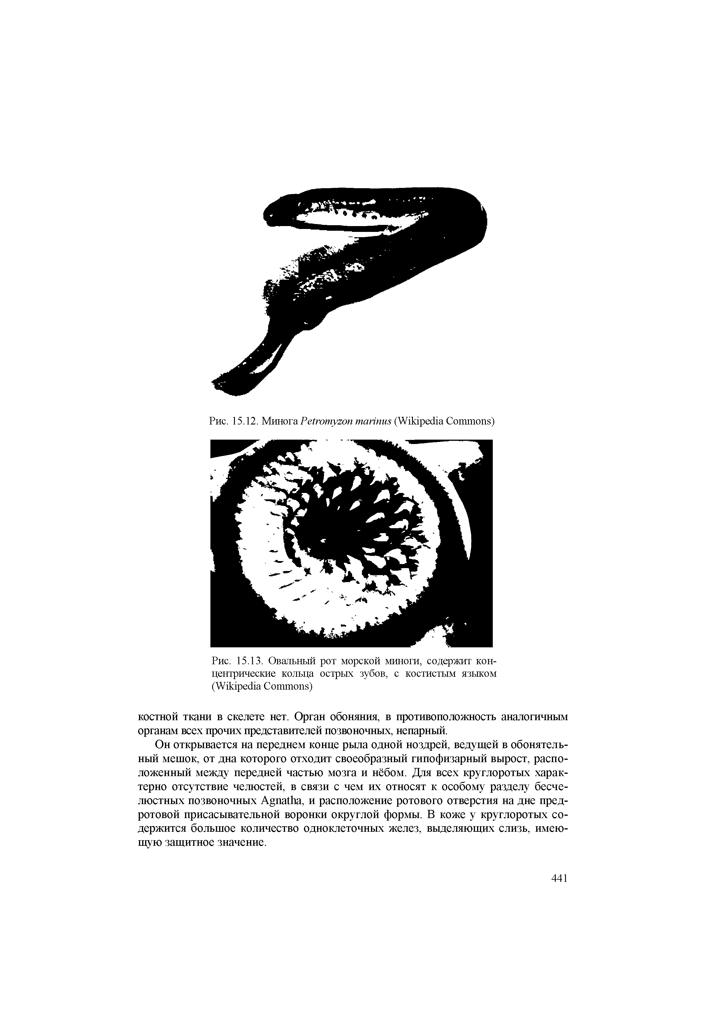 Рис. 15.13. Овальный рот морской миноги, содержит концентрические кольца острых зубов, с костистым языком (W C )...