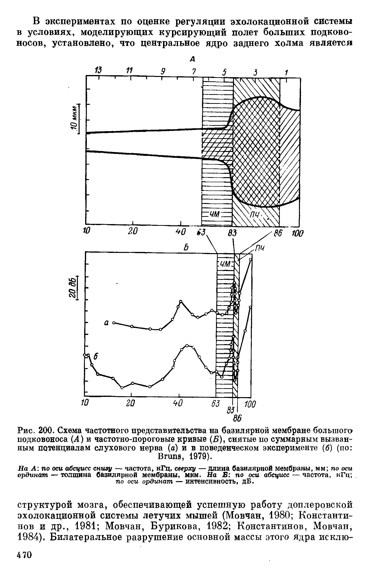 Рис. 200. Схема частотного представительства на базилярной мембране большого подковоноса (4) и частотно-пороговые кривые (Б), снятые по суммарным вызванным потенциалам слухового нерва (а) и в поведенческом эксперименте (б) (по B , 1979).