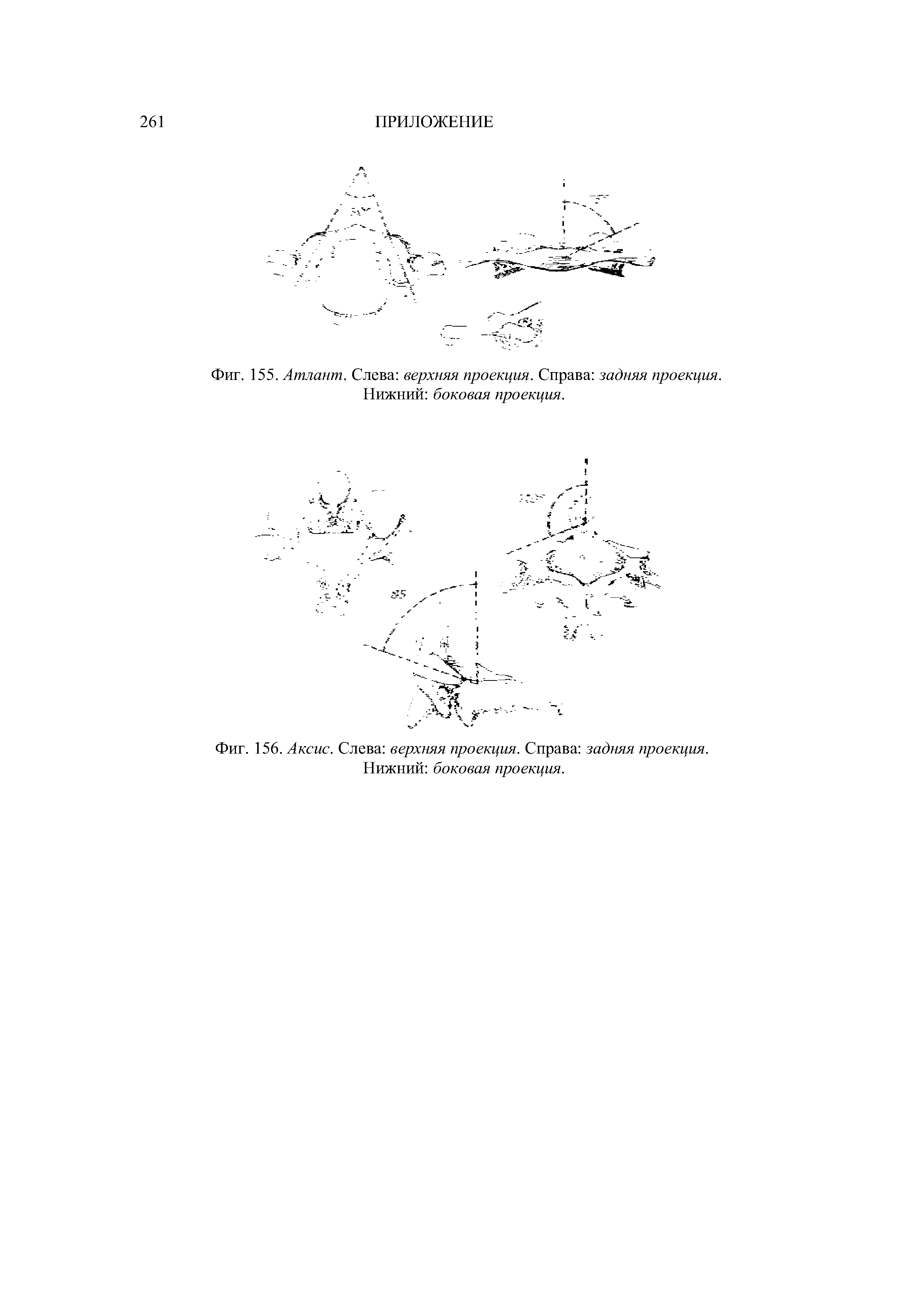 Фиг. 155. Атлант. Слева верхняя проекция. Справа задняя проекция.