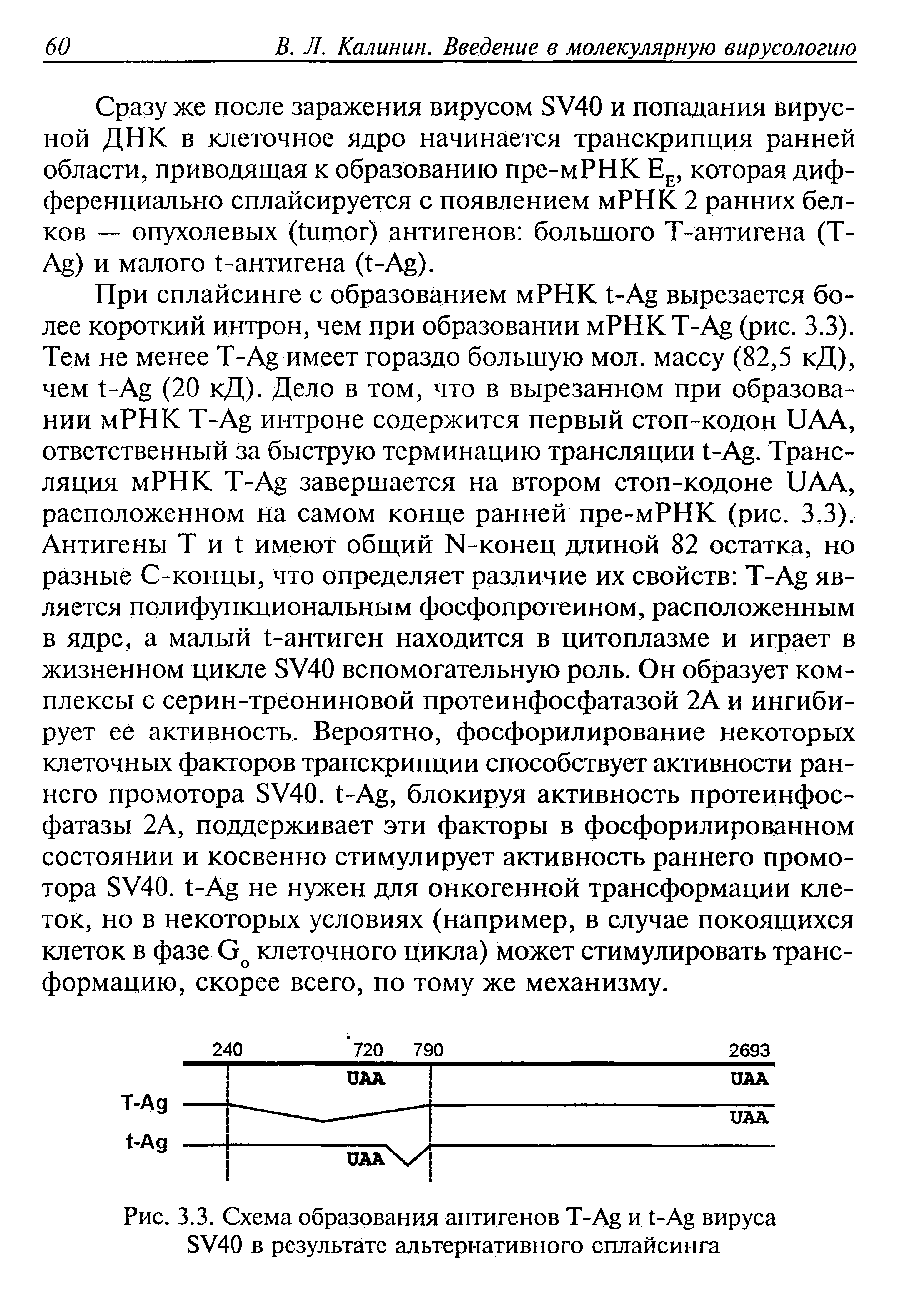 Рис. 3.3. Схема образования антигенов и -A вируса 8У40 в результате альтернативного сплайсинга...