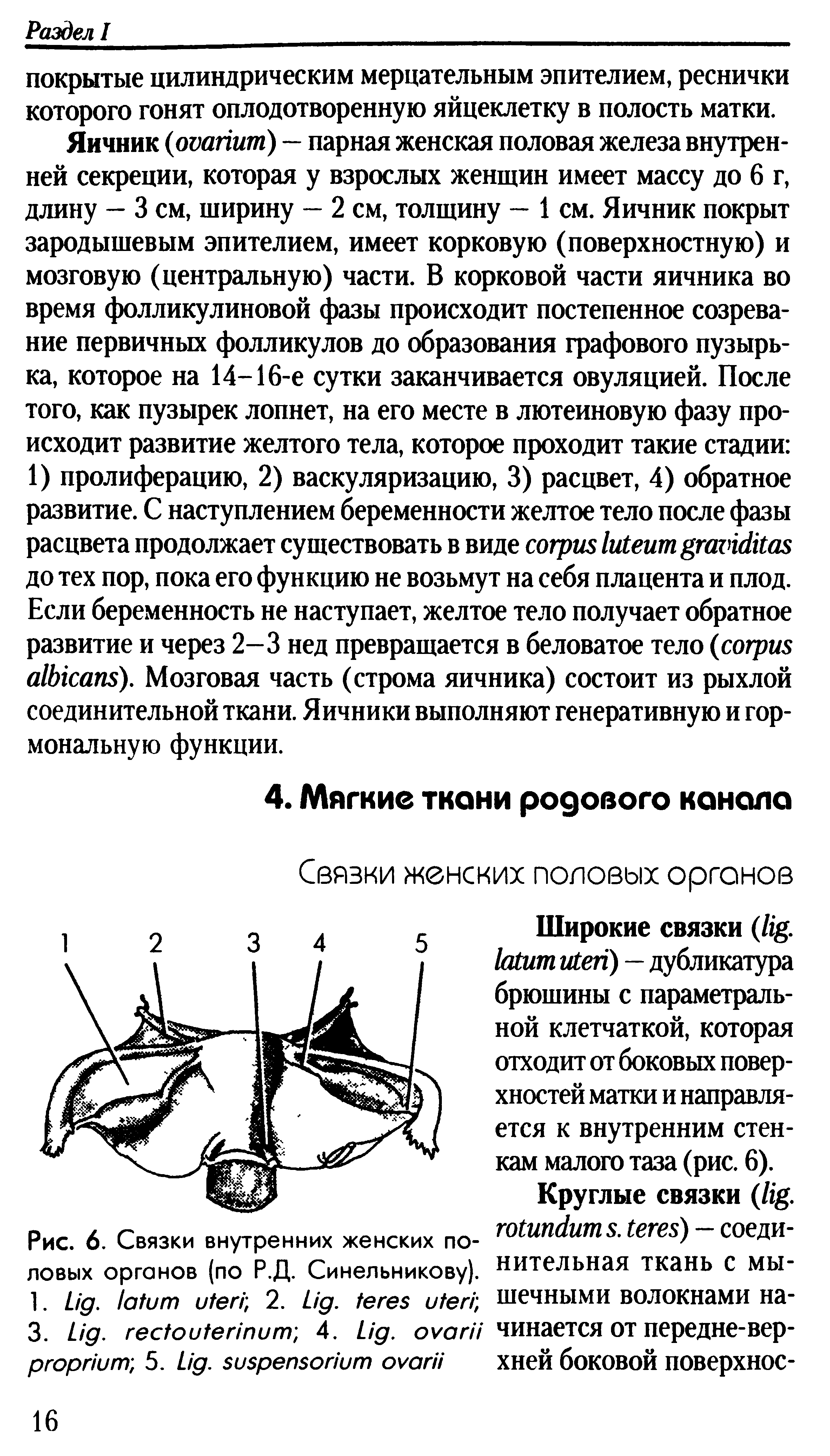 Рис. 6. Связки внутренних женских половых органов (по Р.Д. Синельникову). 1. L . , 2. L . ...