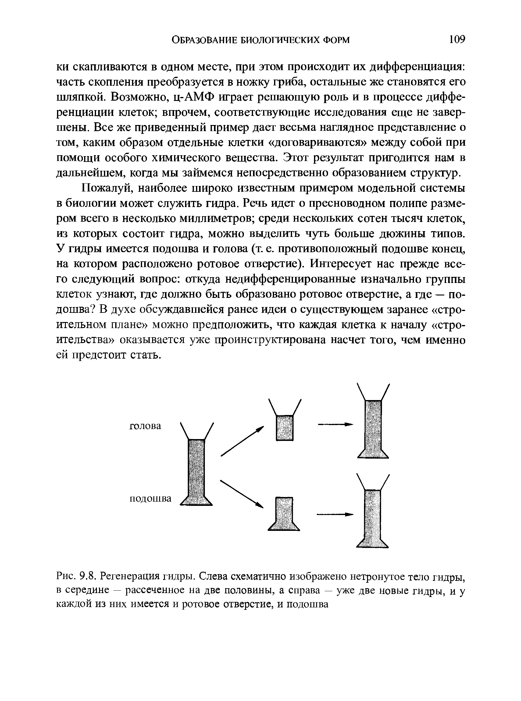 Рис. 9.8. Регенерация гидры. Слева схематично изображено нетронутое тело гидры, в середине — рассеченное на две половины, а справа — уже две новые гидры, и у каждой из них имеется и ротовое отверстие, и подошва...