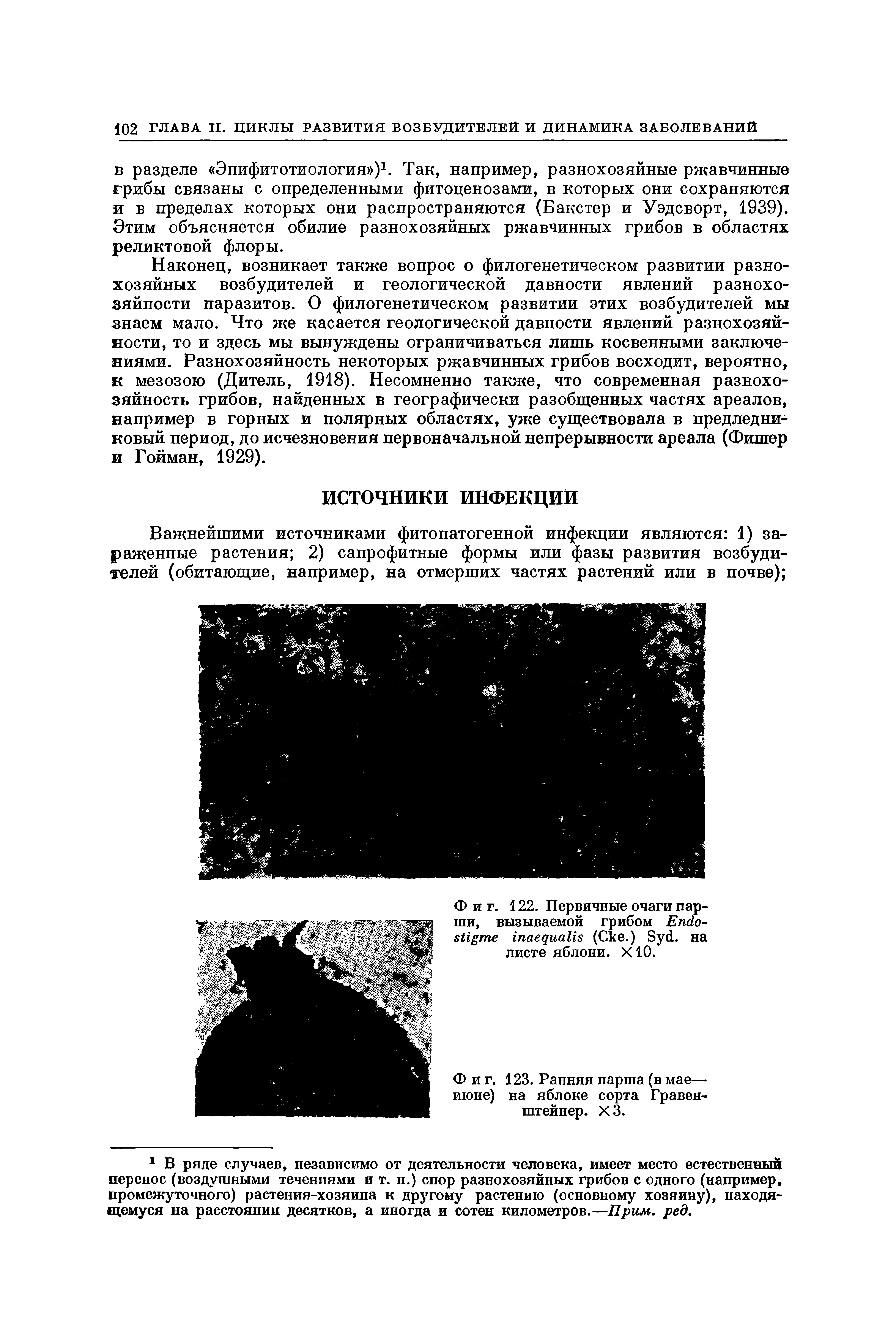 Фиг. 123. Ранняя парша (в мае— июне) на яблоке сорта Гравен-штейнер. ХЗ.