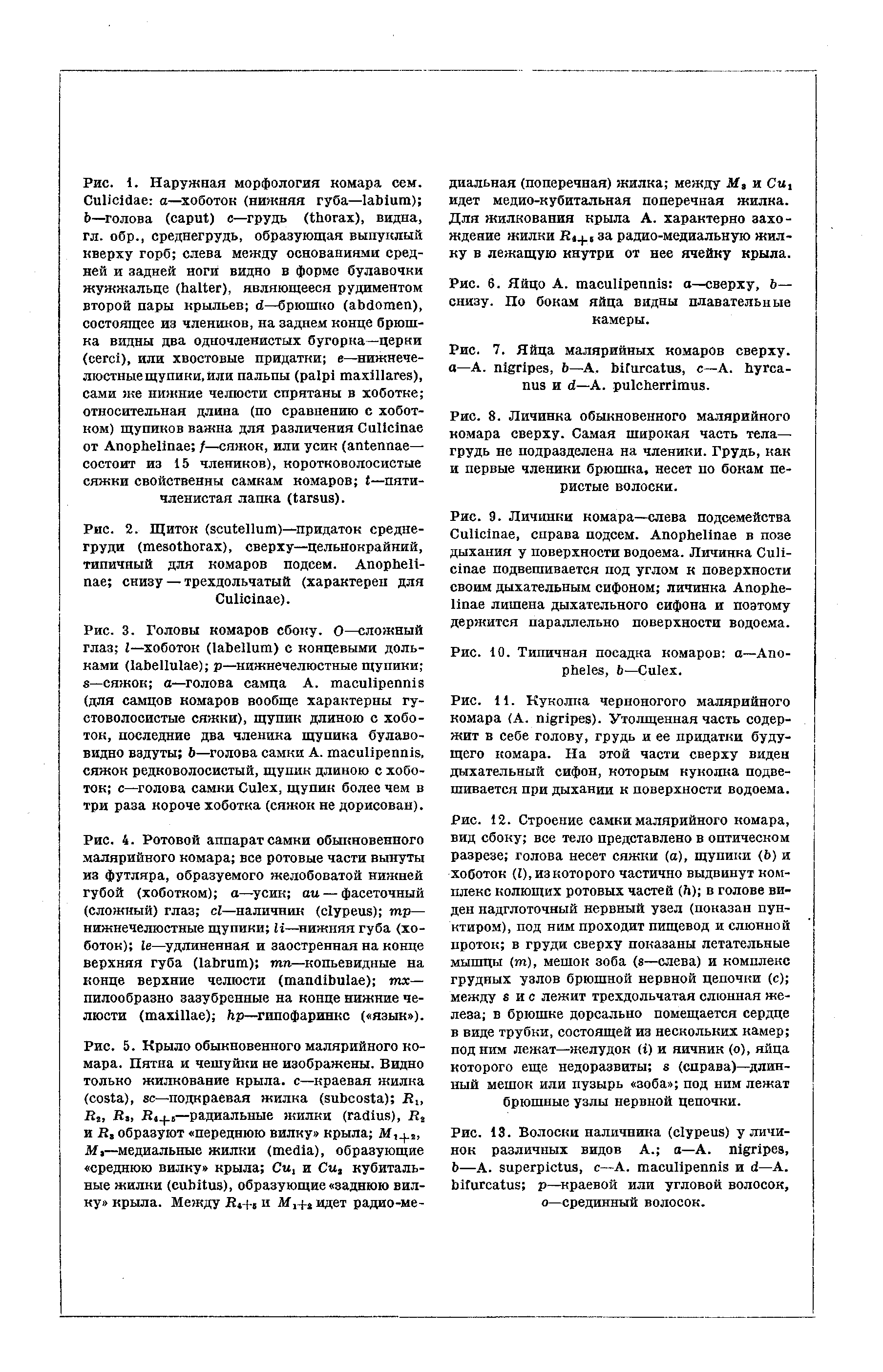 Рис. 8. Личинка обыкновенного малярийного комара сверху. Самая широкая часть тела— грудь не подразделена на членики. Грудь, как и первые членики брюшка, несет по бокам перистые волоски.