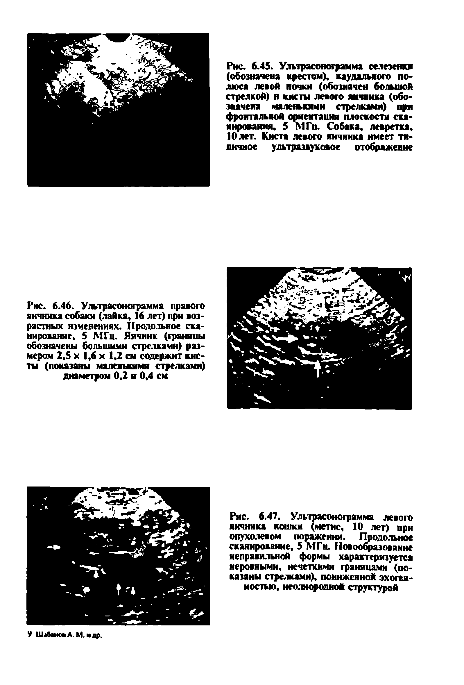 Рис. 6.47. Ультрасонограмма левого яичника кошки (метис, 10 лет) при опухолевом поражении. Продольное сканирование, 5 МГц. Новообразование неправильной формы характеризуется неровными, нечеткими границами (показаны стрелками), пониженной эхогенностью, неоднородной структурой...