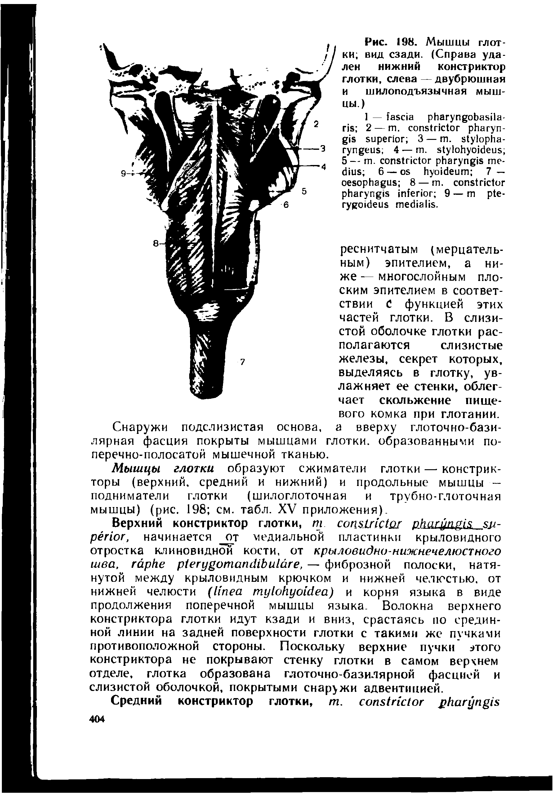 Рис. 198. Мышцы глотки вид сзади. (Справа удален нижний констриктор глотки, слева — двубрюшная и шилоподъязычная мышцы.)...