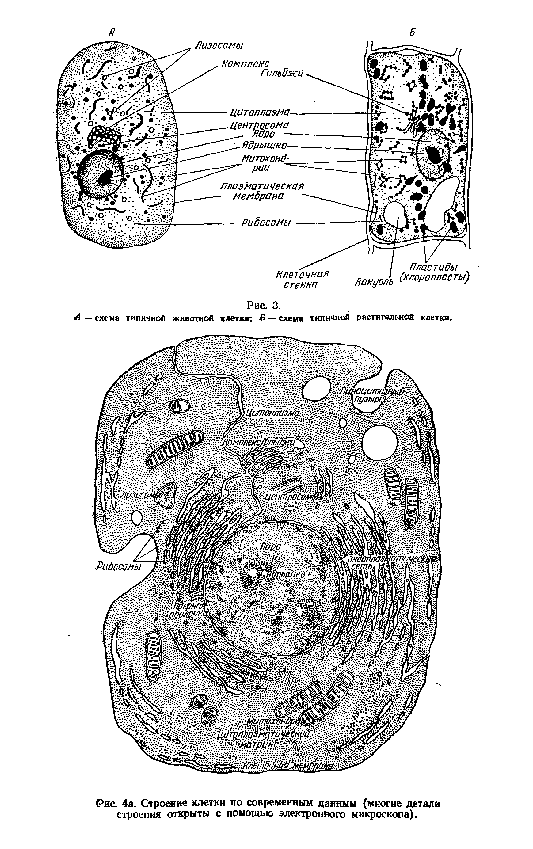 Рис. 4а. Строение клетки по современным данным (многие детали строения открыты с помощью электронного микроскопа).