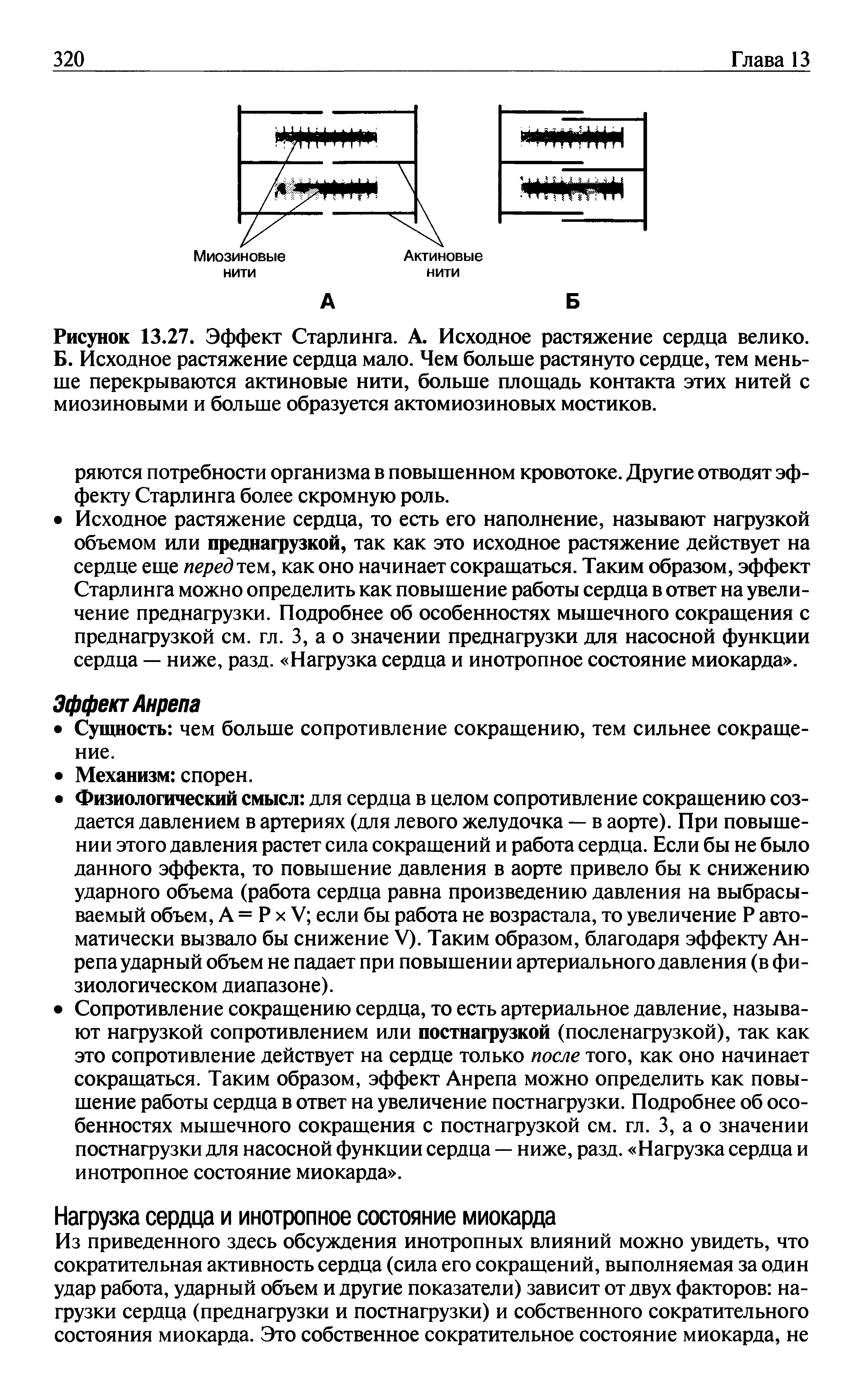 Рисунок 13.27. Эффект Старлинга. А. Исходное растяжение сердца велико. Б. Исходное растяжение сердца мало. Чем больше растянуто сердце, тем меньше перекрываются актиновые нити, больше площадь контакта этих нитей с миозиновыми и больше образуется актомиозиновых мостиков.