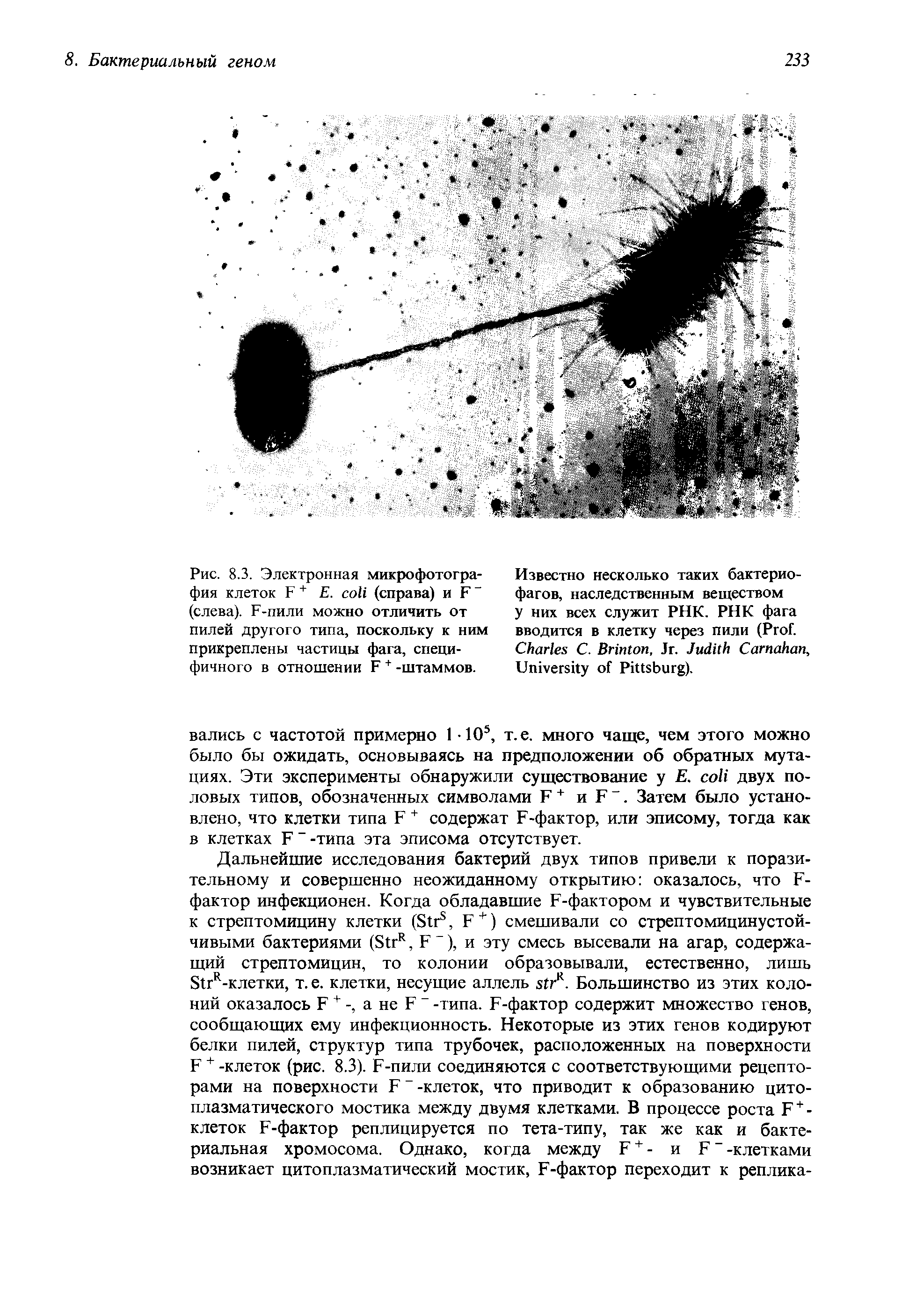 Рис. 8.3. Электронная микрофотография клеток F + Е. (справа) и F (слева). F-пили можно отличить от пилей другого типа, поскольку к ним прикреплены частицы фага, специфичного в отношении F + -штаммов.