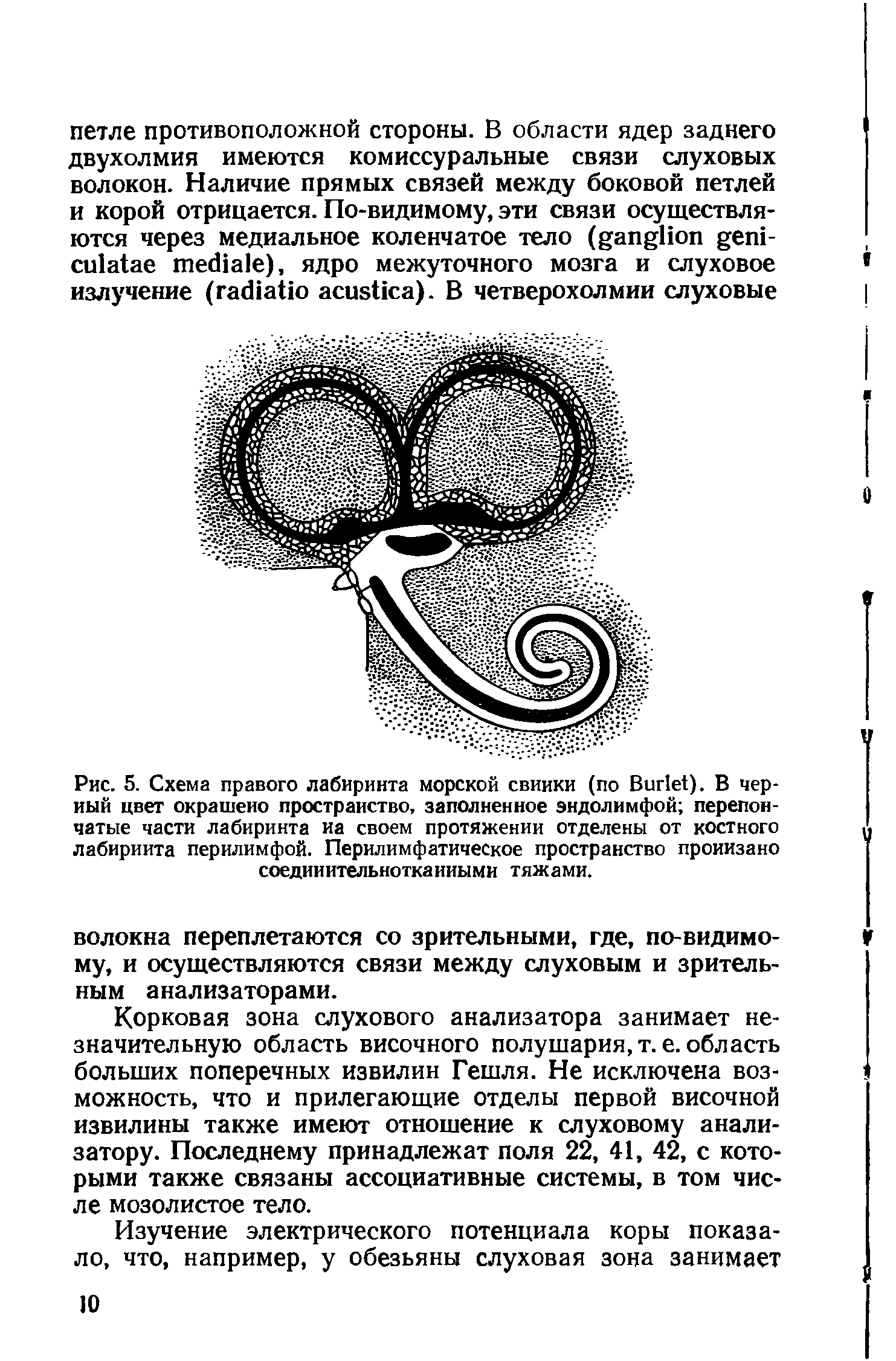 Рис. 5. Схема правого лабиринта морской свиики (по Виг1е1). В черный цвет окрашено пространство, заполненное эндолимфой перепончатые части лабиринта иа своем протяжении отделены от костного лабиринта перилимфой. Перилимфатическое пространство пронизано соединительнотканными тяжами.