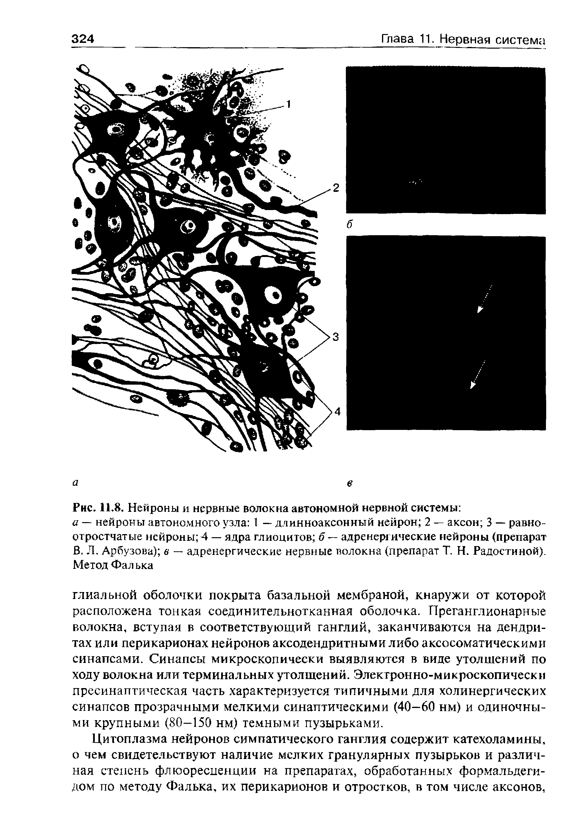 Рис. 11.8. Нейроны и нервные волокна автономной нервной системы ...