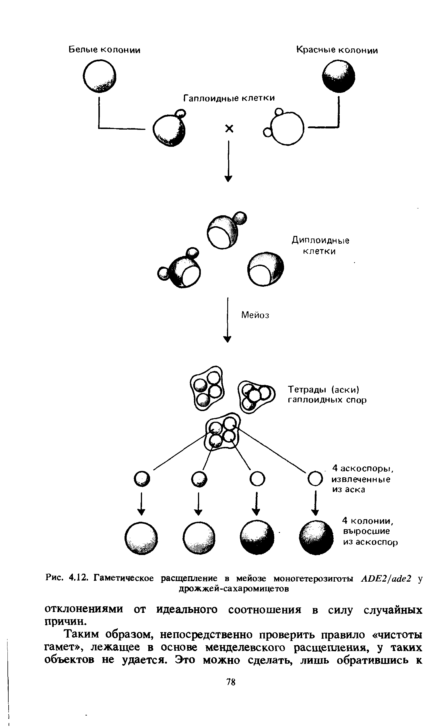 Рис. 4.12. Гаметическое расщепление в мейозе моногетерозиготы АВЕ2[а.<1е2 у дрожжей-сахаромицетов...