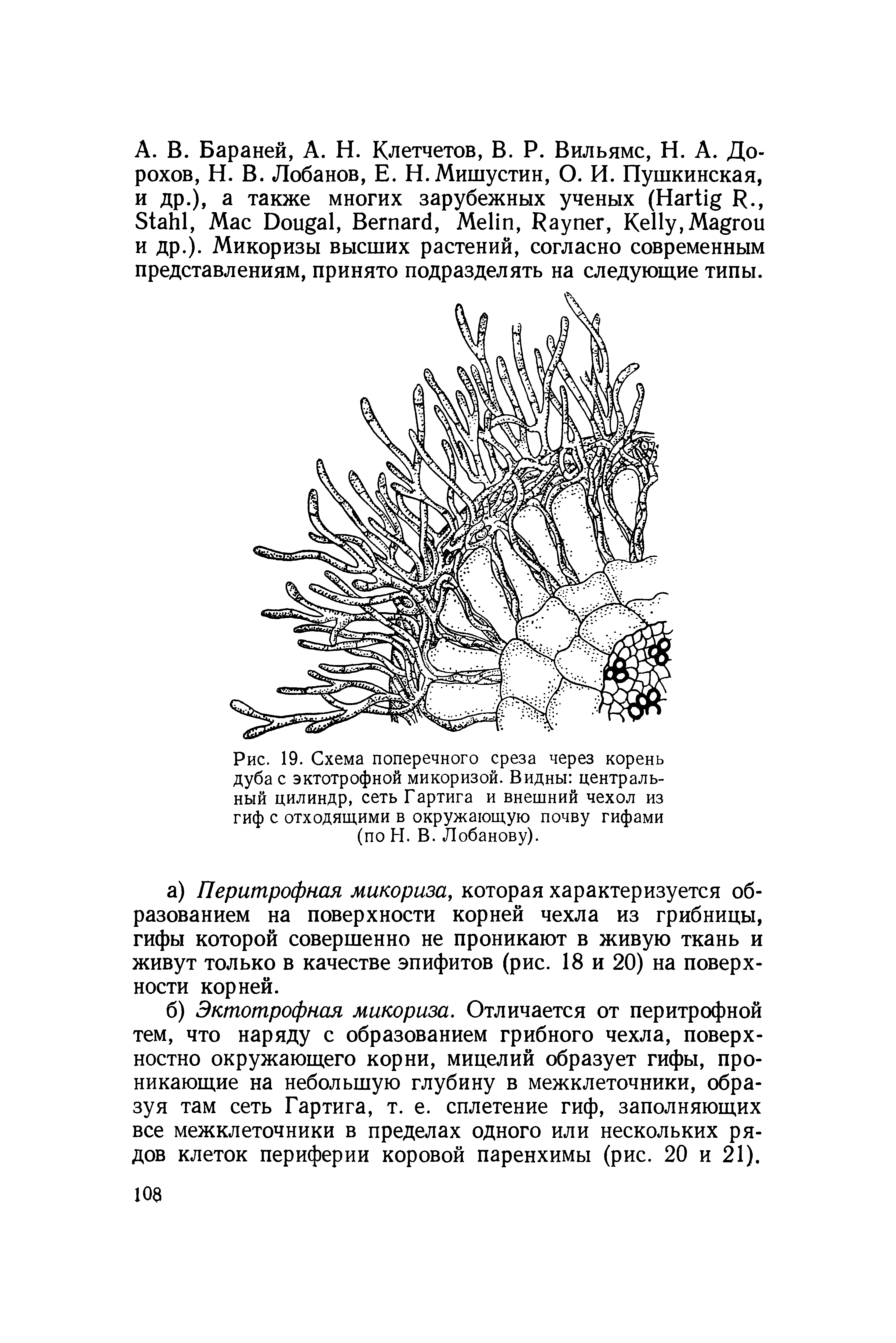 Рис. 19. Схема поперечного среза через корень дуба с эктотрофной микоризой. Видны центральный цилиндр, сеть Гартига и внешний чехол из гиф с отходящими в окружающую почву гифами (по Н. В. Лобанову).