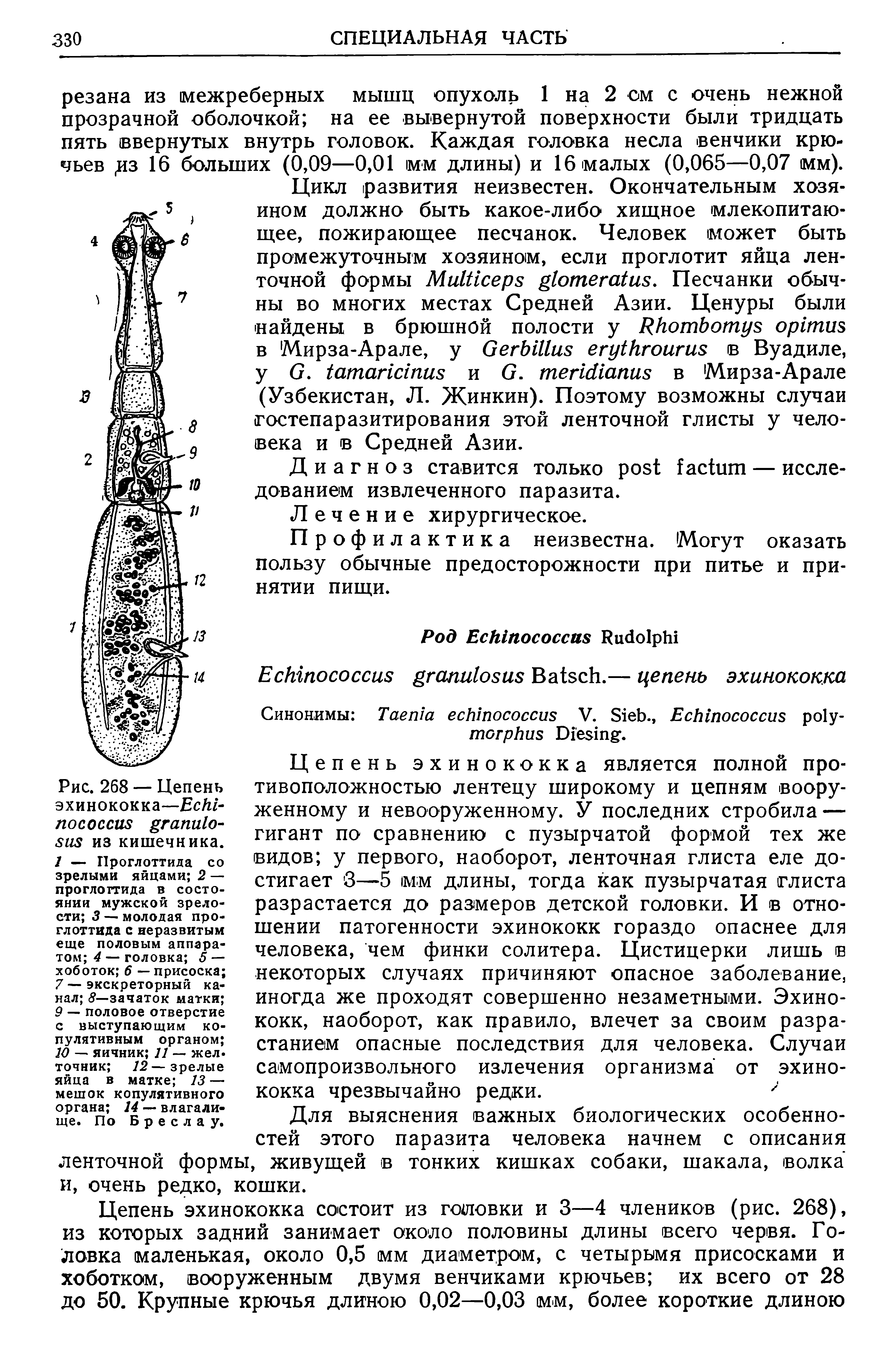 Рис. 268 — Цепень эхинококка—E из кишечника. 1 — Проглоттида со зрелыми яйцами 2 — проглоттида в состоянии мужской зрелости 3 — молодая проглоттида с неразвитым еще половым аппаратом 4 — головка 5 — хоботок 6 — присоска 7 — экскреторный канал 8— зачаток матки ...