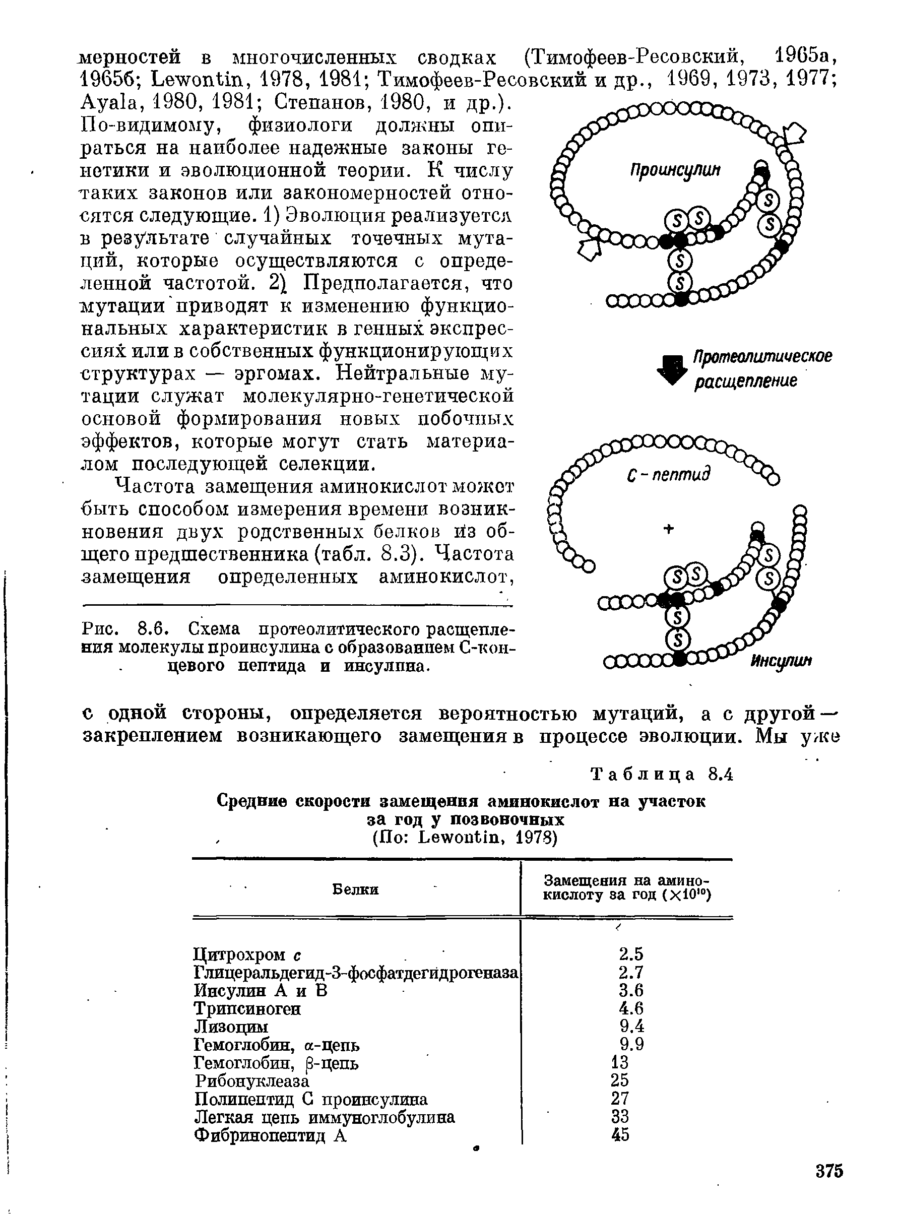 Рис. 8.6. Схема протеолитического расщепления молекулы проинсулина с образованием С-кои-цевого пептида и инсулина.