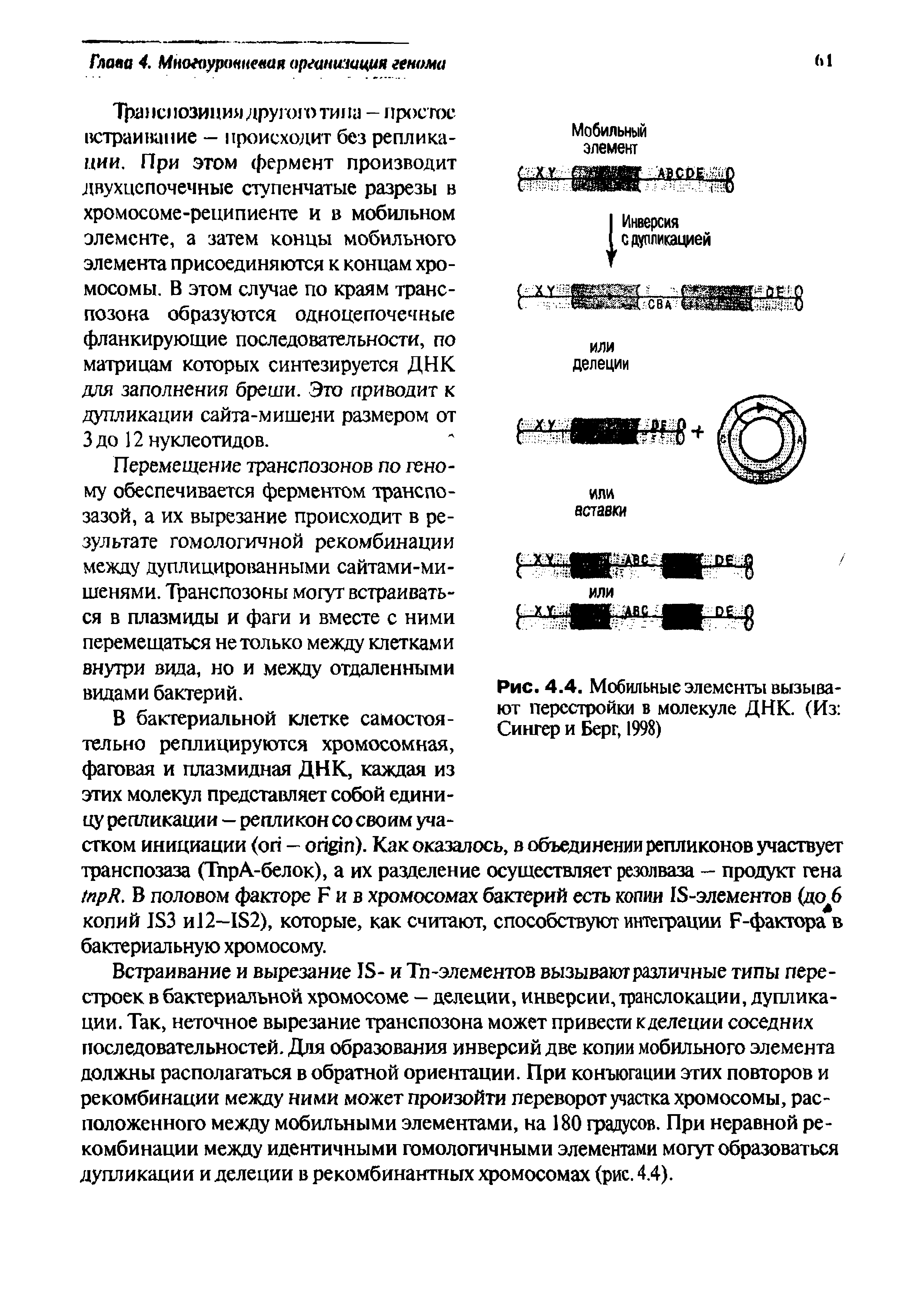 Рис. 4.4. Мобильные элементы вызывают перестройки в молекуле ДНК. (Из Сингер и Берг, 1998)...