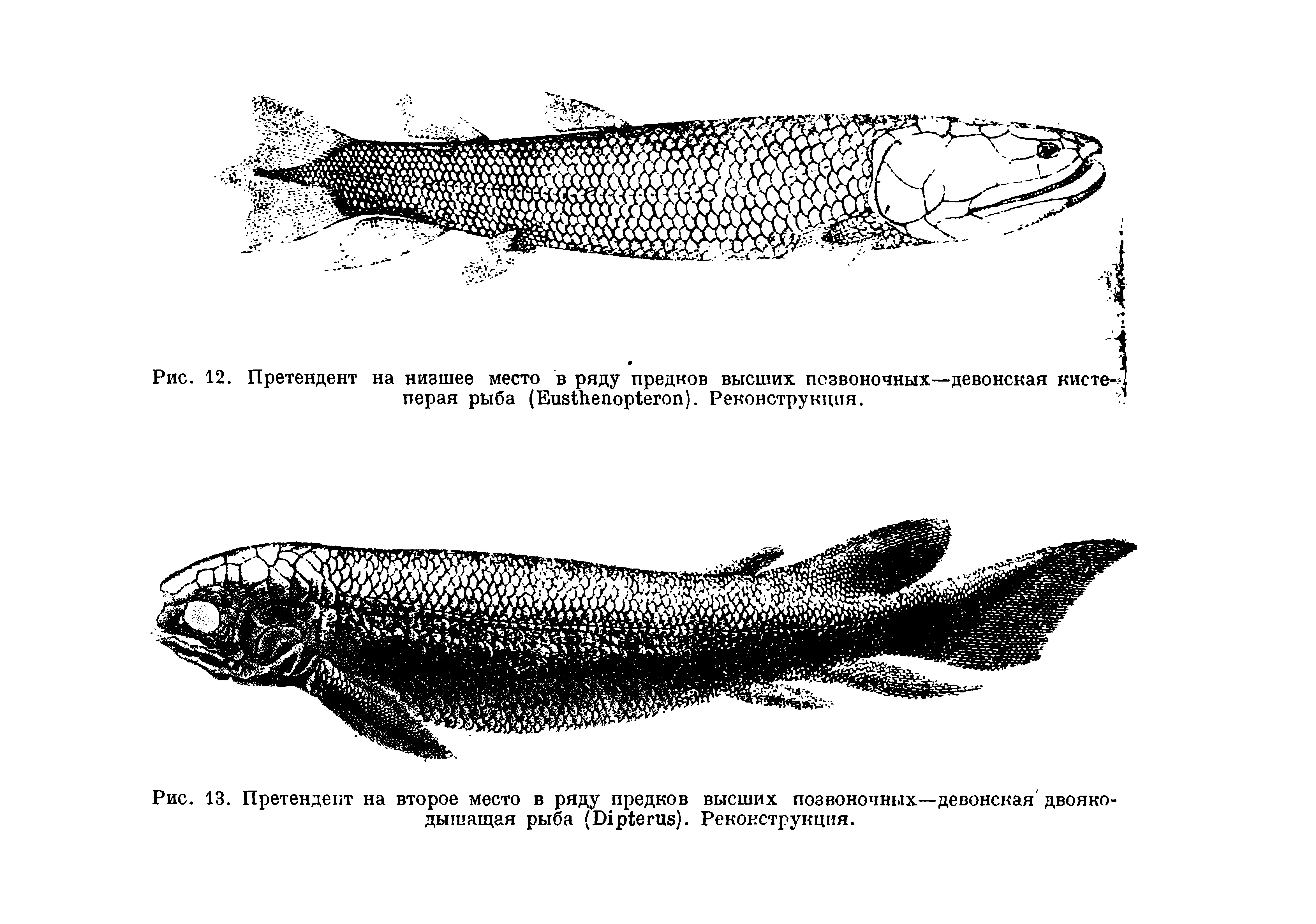 Рис. 13. Претендент на второе место в ряду предков высших позвоночных—девонская двоякодышащая рыба (Б1р1еги8). Реконструкция.