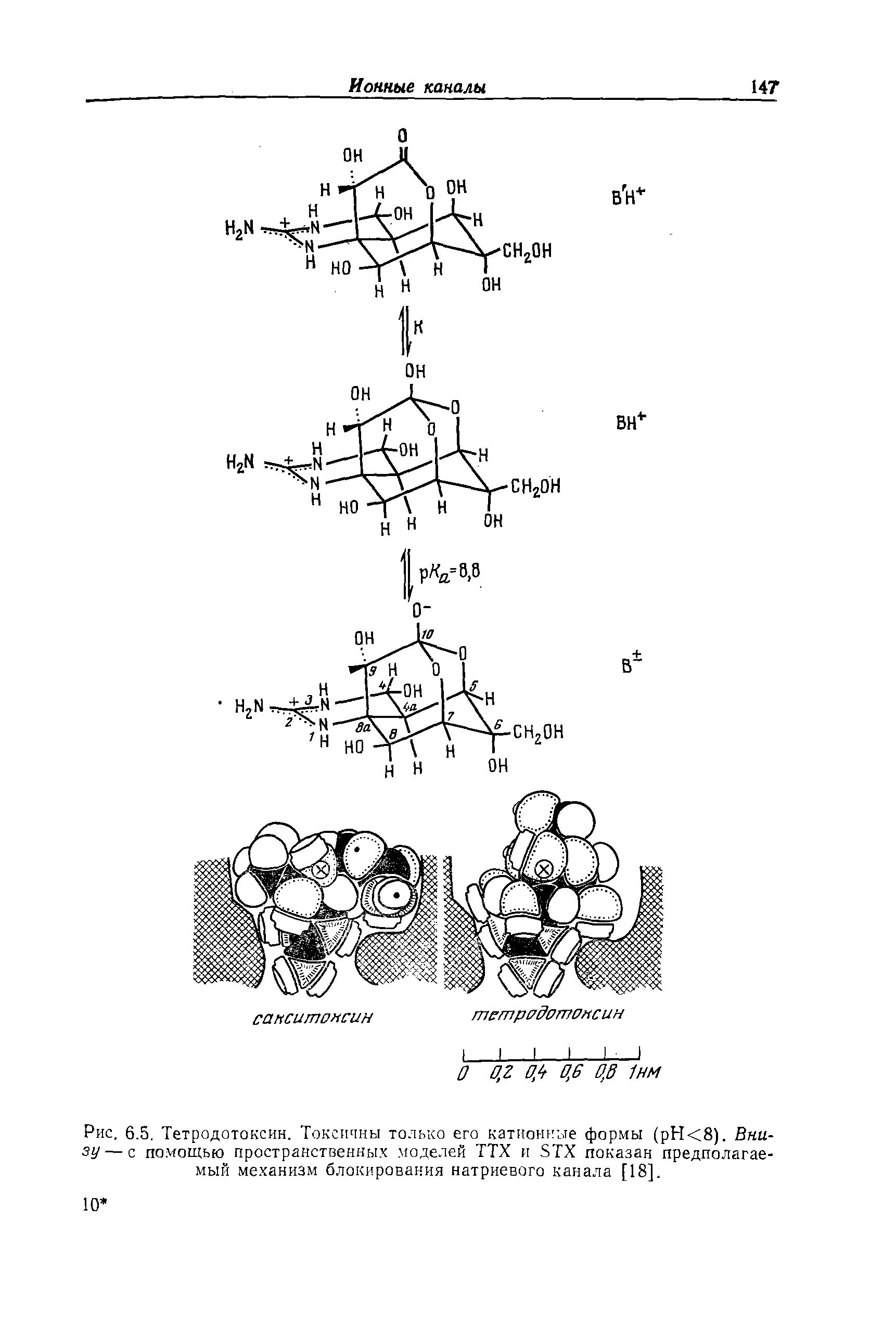 Рис. 6.5. Тетродотоксин. Токсичны только его катионные формы (рН<8). Внизу— с помощью пространственных моделей ТТХ и 5ТХ показан предполагаемый механизм блокирования натриевого канала [18].