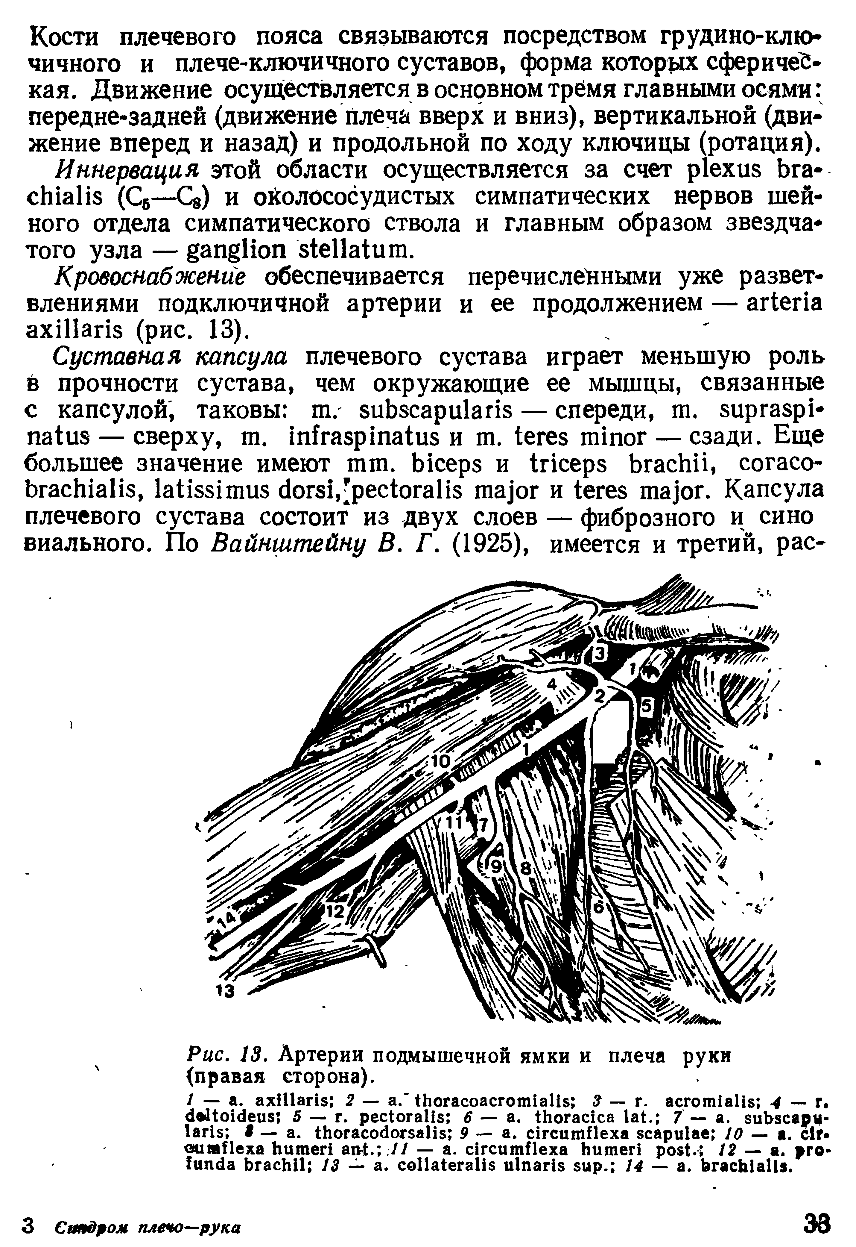 Рис. 13. Артерии подмышечной ямки и плеча руки (правая сторона).