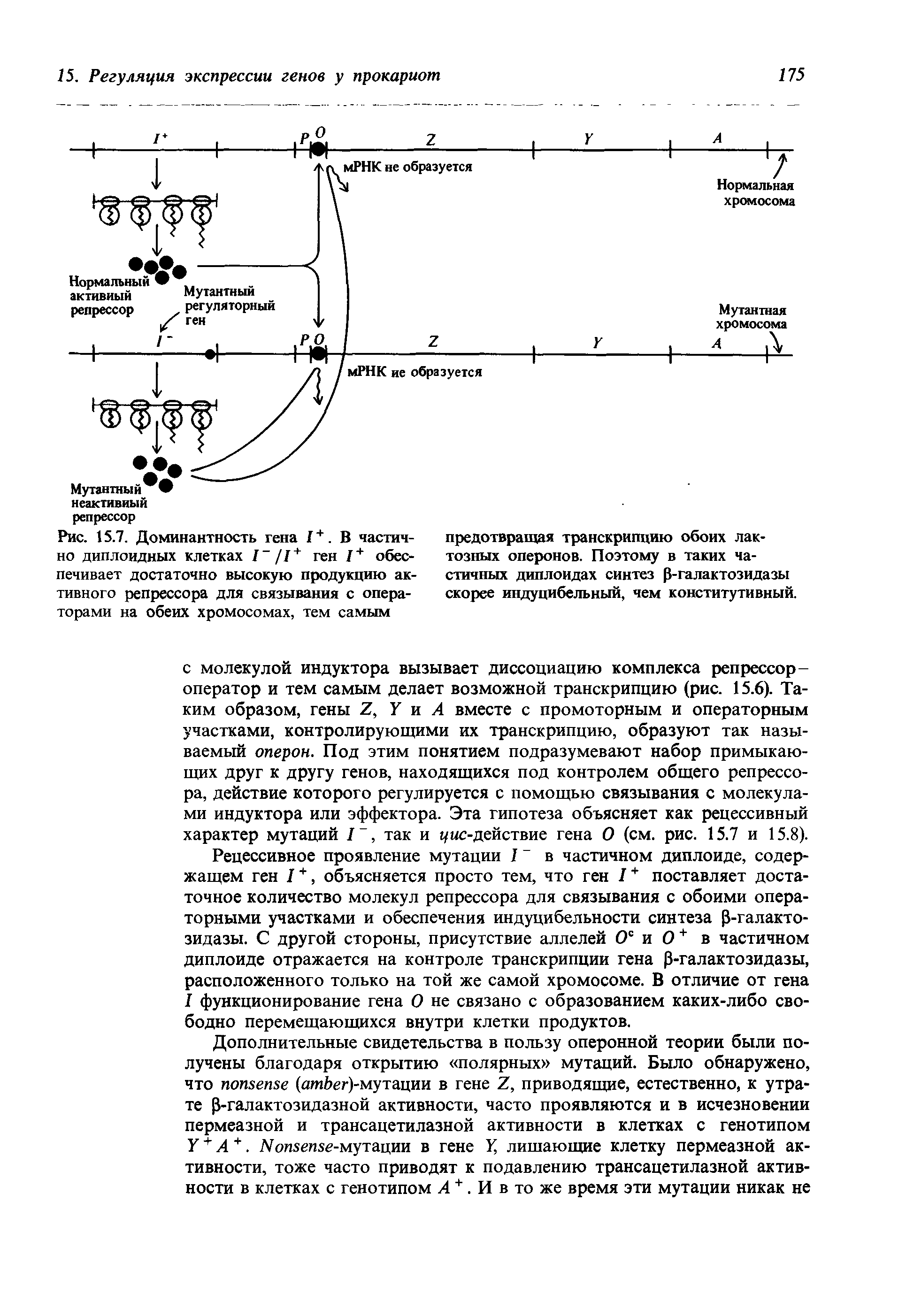 Рис. 15.7. Доминантность гена 1+. В частично диплоидных клетках 1 /1 + ген 1+ обеспечивает достаточно высокую продукцию активного репрессора для связывания с операторами на обеих хромосомах, тем самым...