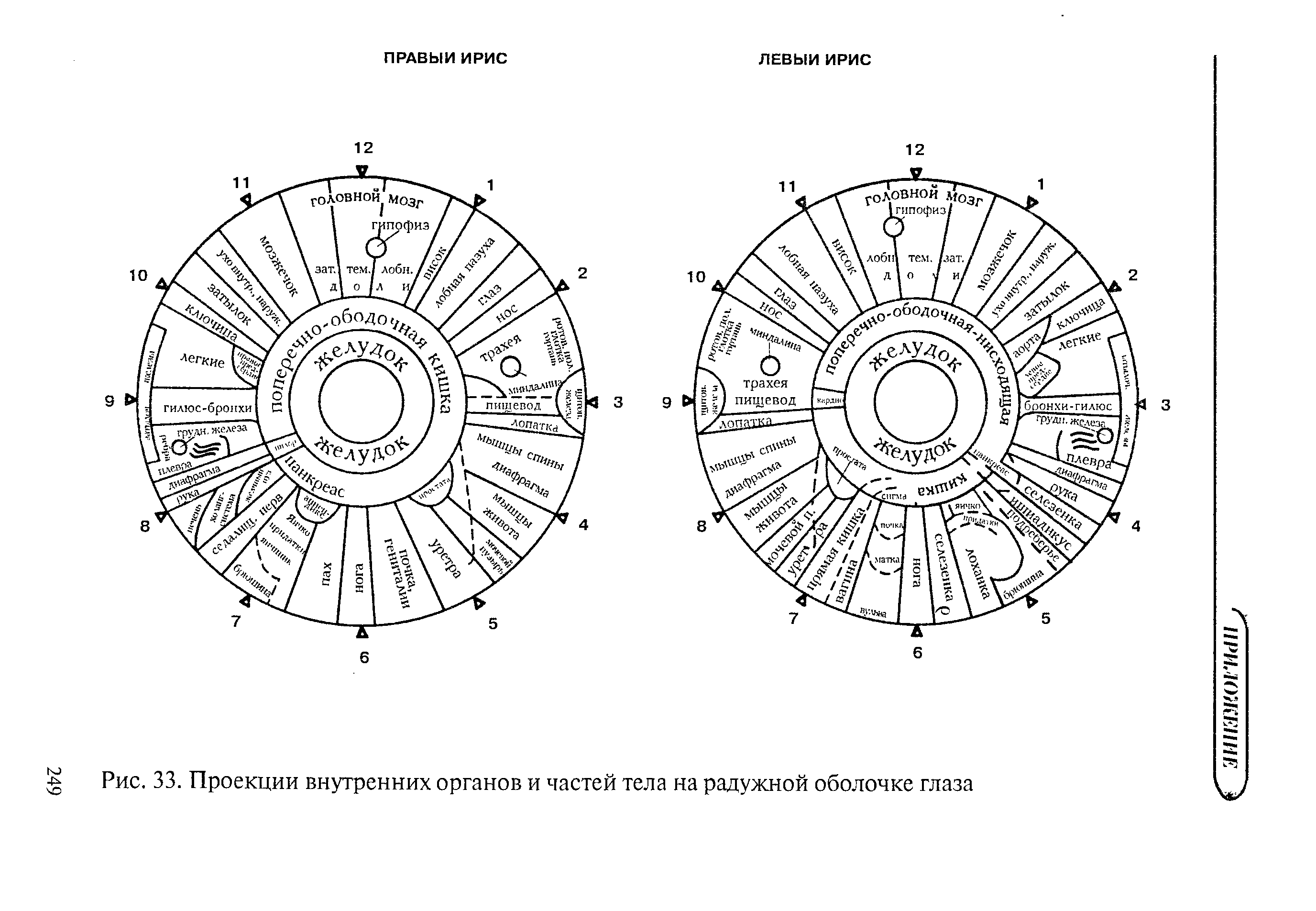 Рис. 33. Проекции внутренних органов и частей тела на радужной оболочке глаза...
