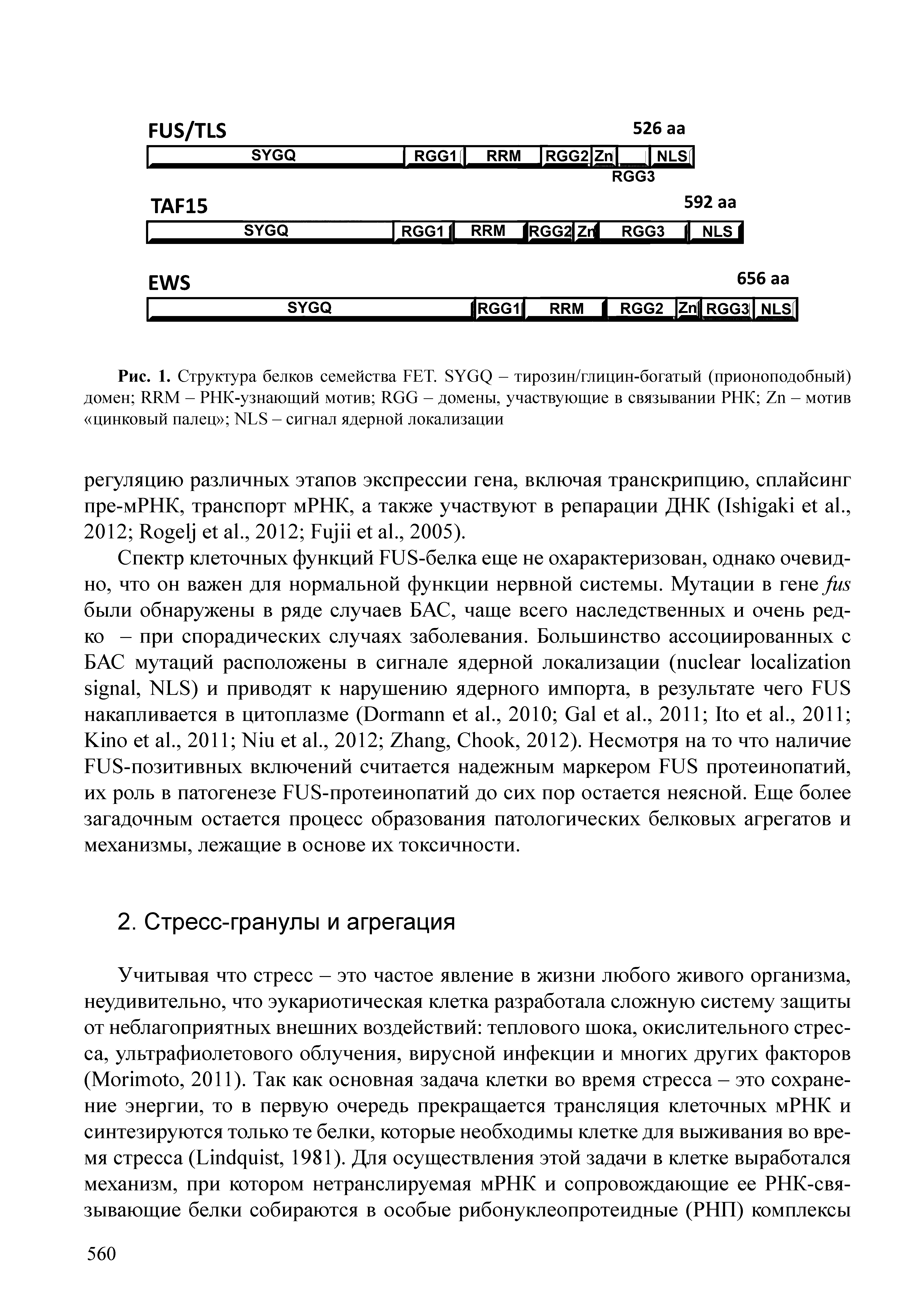 Рис. 1. Структура белков семейства FET. SYGQ - тирозин/глицин-богатый (прионоподобный) домен RRM - PHK-узнающий мотив RGG - домены, участвующие в связывании РНК Z - мотив цинковый палец NLS - сигнал ядерной локализации...