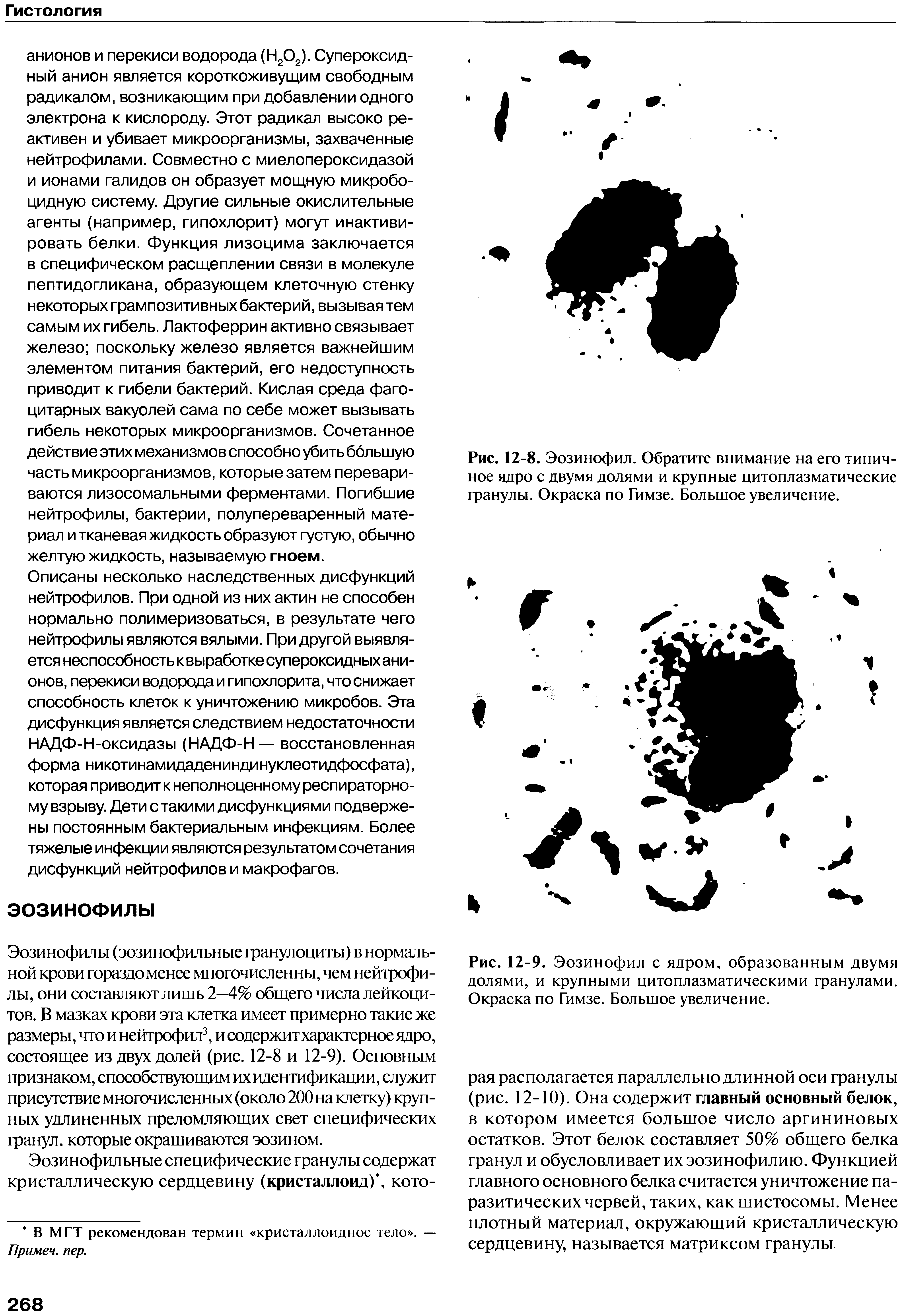 Рис. 12-9. Эозинофил с ядром, образованным двумя долями, и крупными цитоплазматическими гранулами. Окраска по Гимзе. Большое увеличение.