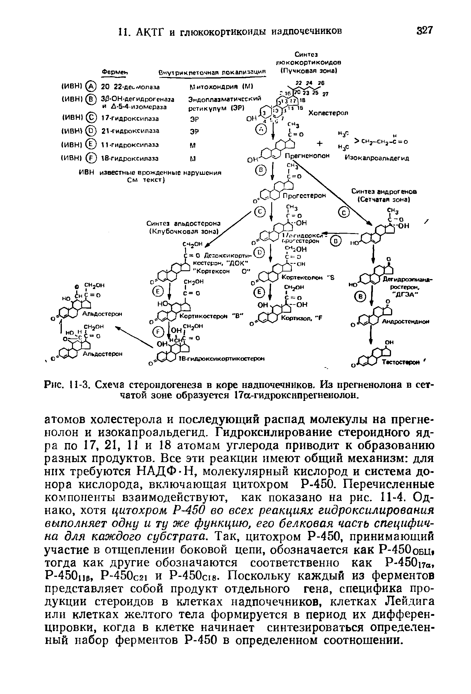 Рис. 11-3. Схема стероидогенеза в коре надпочечников. Из прегненолона в сетчатой зоне образуется 17а-гидроксипрегнеиолон.