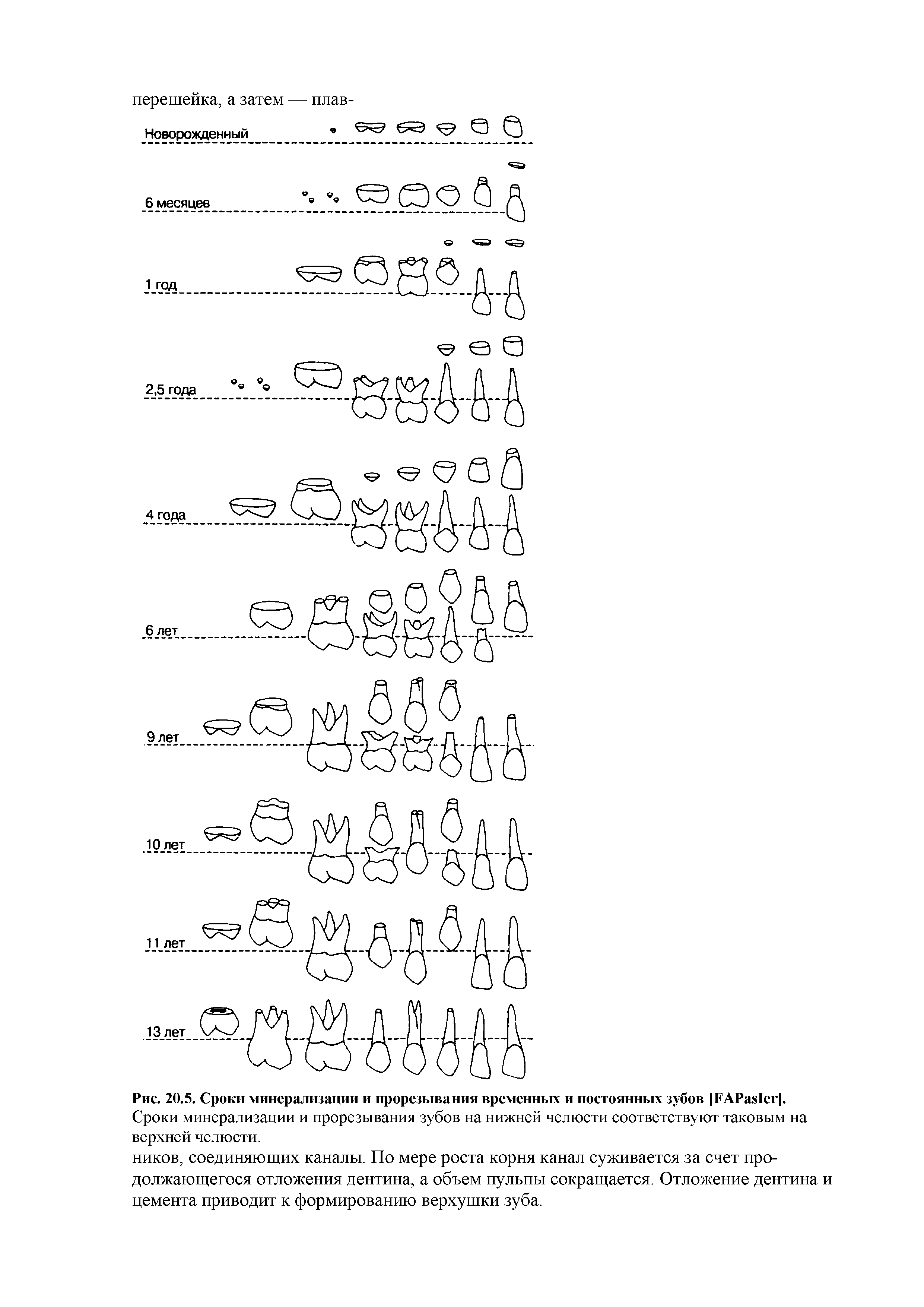 Рис. 20.5. Сроки минерализации и прорезывания временных и постоянных зубов ТАРа81ег].