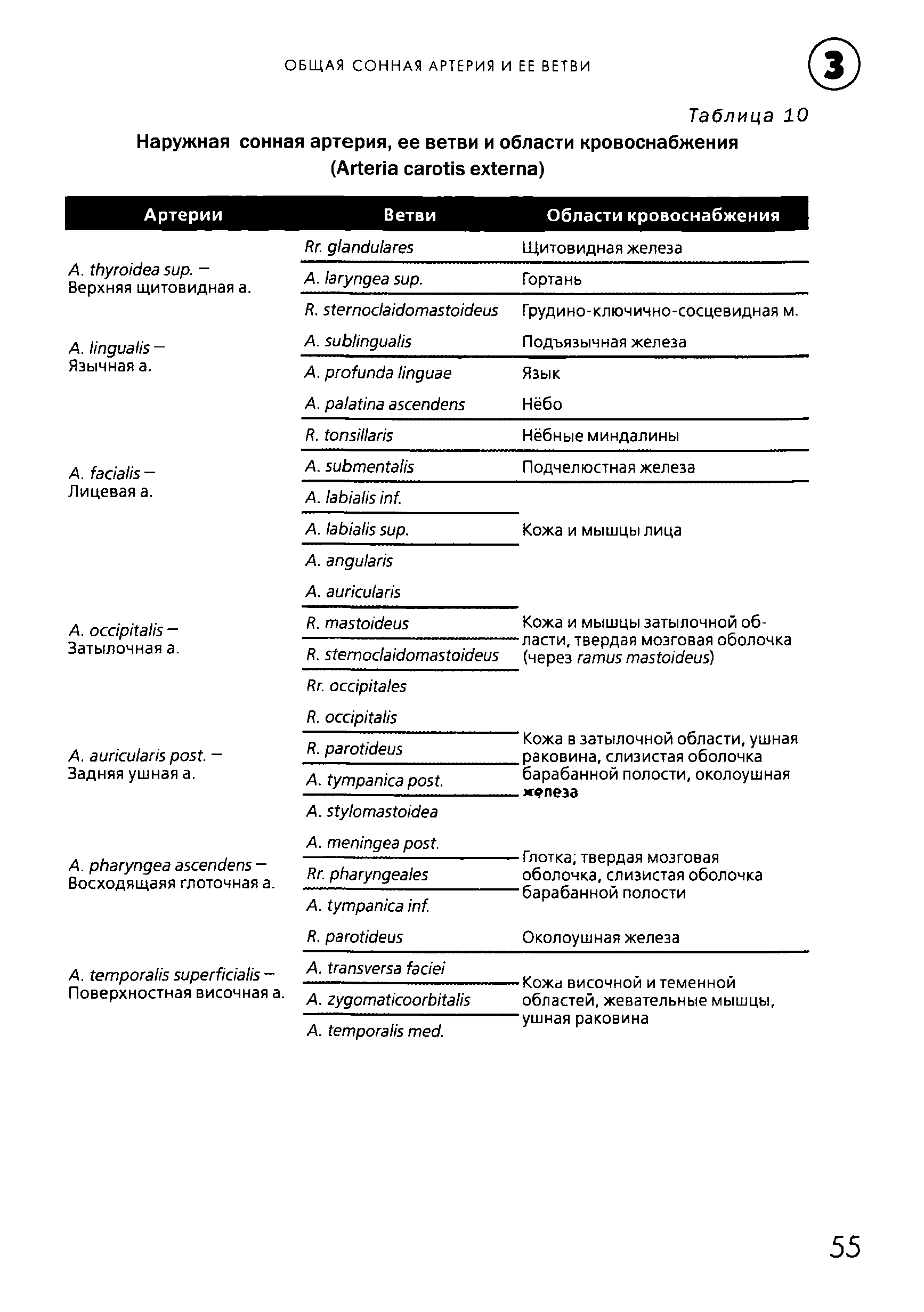 Таблица 10 Наружная сонная артерия, ее ветви и области кровоснабжения (A )...