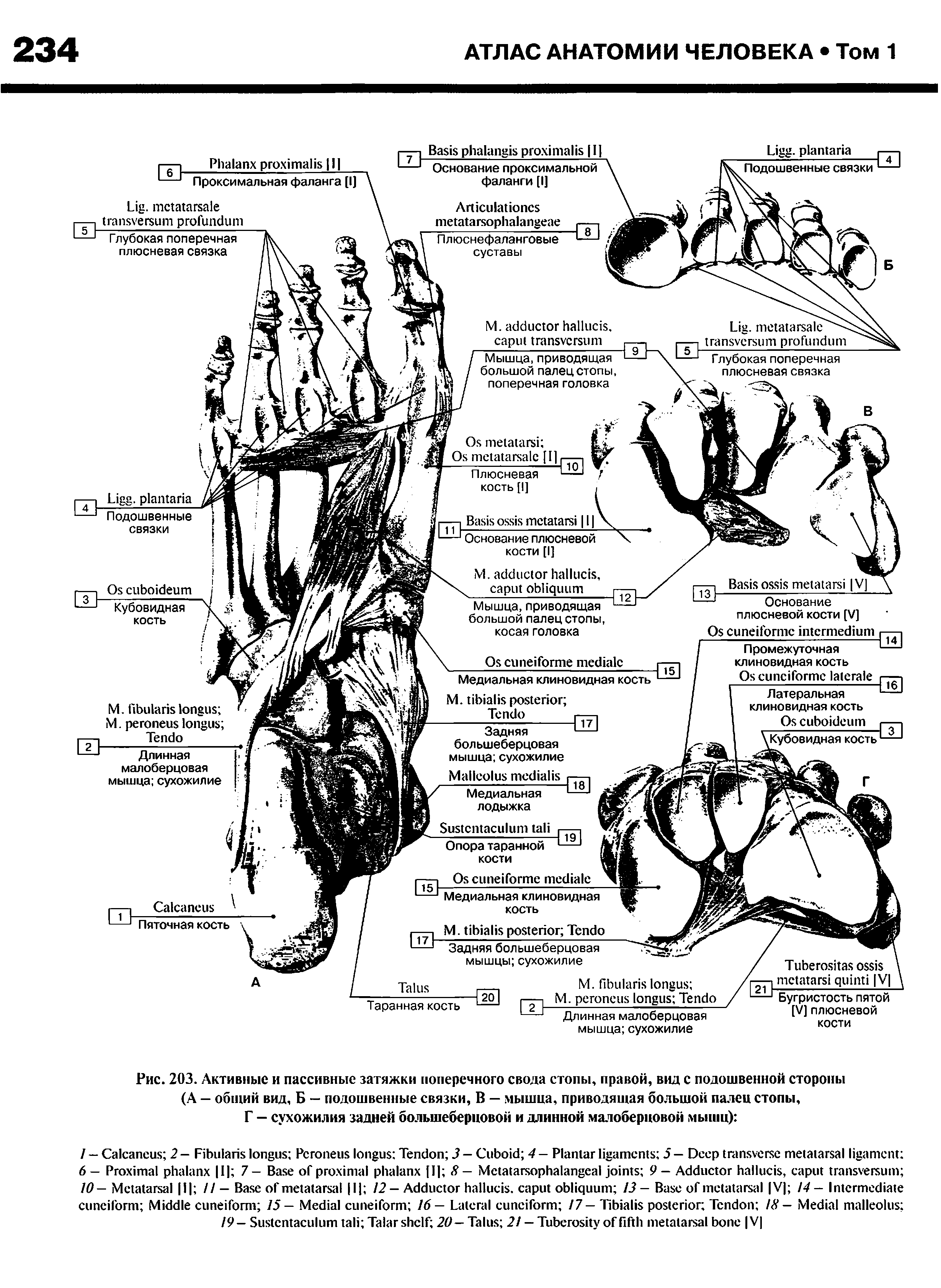 Рис. 203. Активные и пассивные затяжки поперечного свода стопы, правой, вид с подошвенной стороны (А — общий вид, Б — подошвенные связки, В — мышца, приводящая большой палец стопы, Г — сухожилия задней большеберцовой и длинной малоберцовой мышц) ...