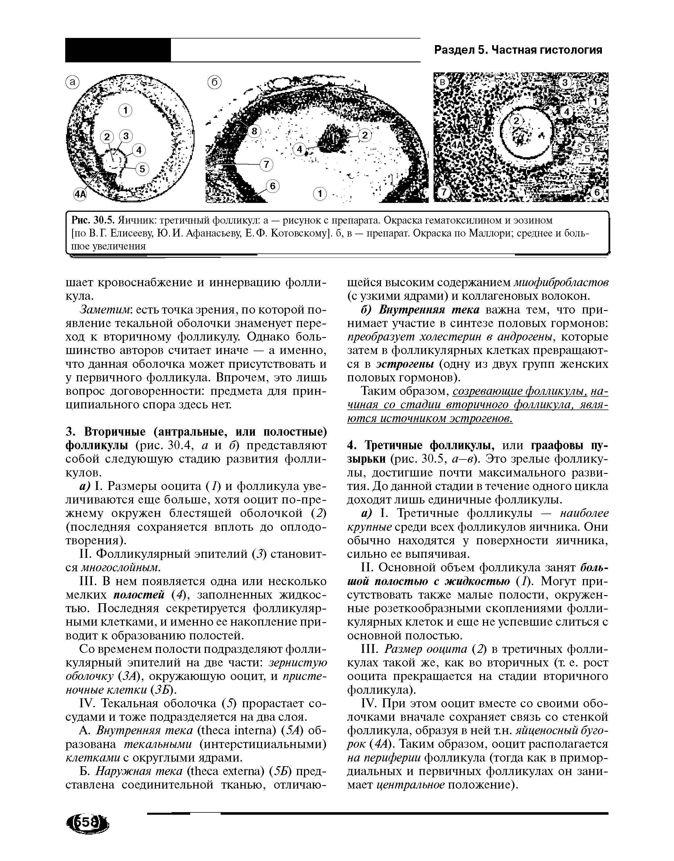 Рис. 30.5. Яичник третичный фолликул а — рисунок с препарата. Окраска гематоксилином и эозином...