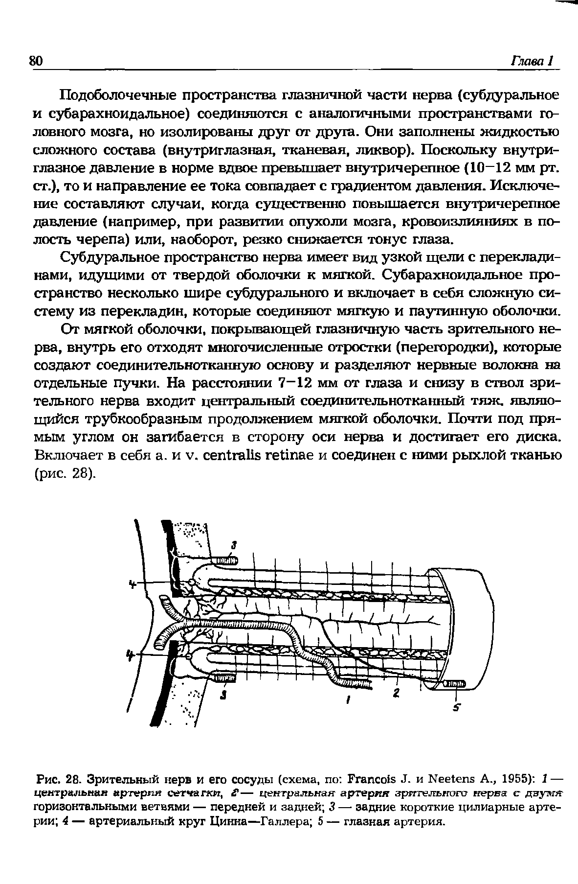 Рис. 28. Зрительный нерв и его сосуды (схема, по F J. и N А., 1955) 1 — центральная артерия сетчатки, — центральная артерия зррггельногсг нерва с двужя горизонтальными ветвями — передней и задней 3 — задние короткие цилиарные артерии 4 — артериальный круг Цинна—Галлера 5 — глазная артерия.