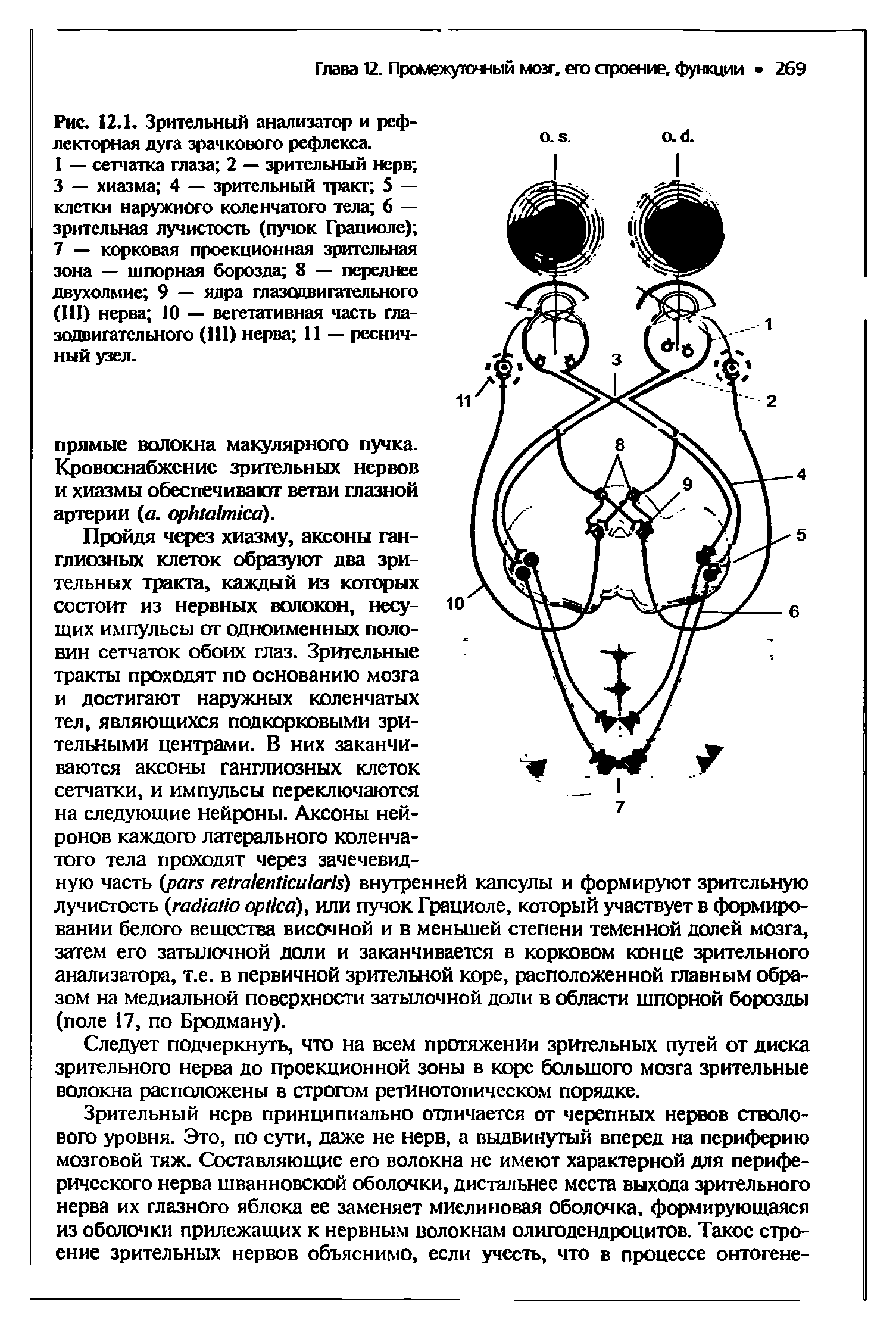 Рис. 12.1. Зрительный анализатор и рефлекторная дуга зрачкового рефлекса.