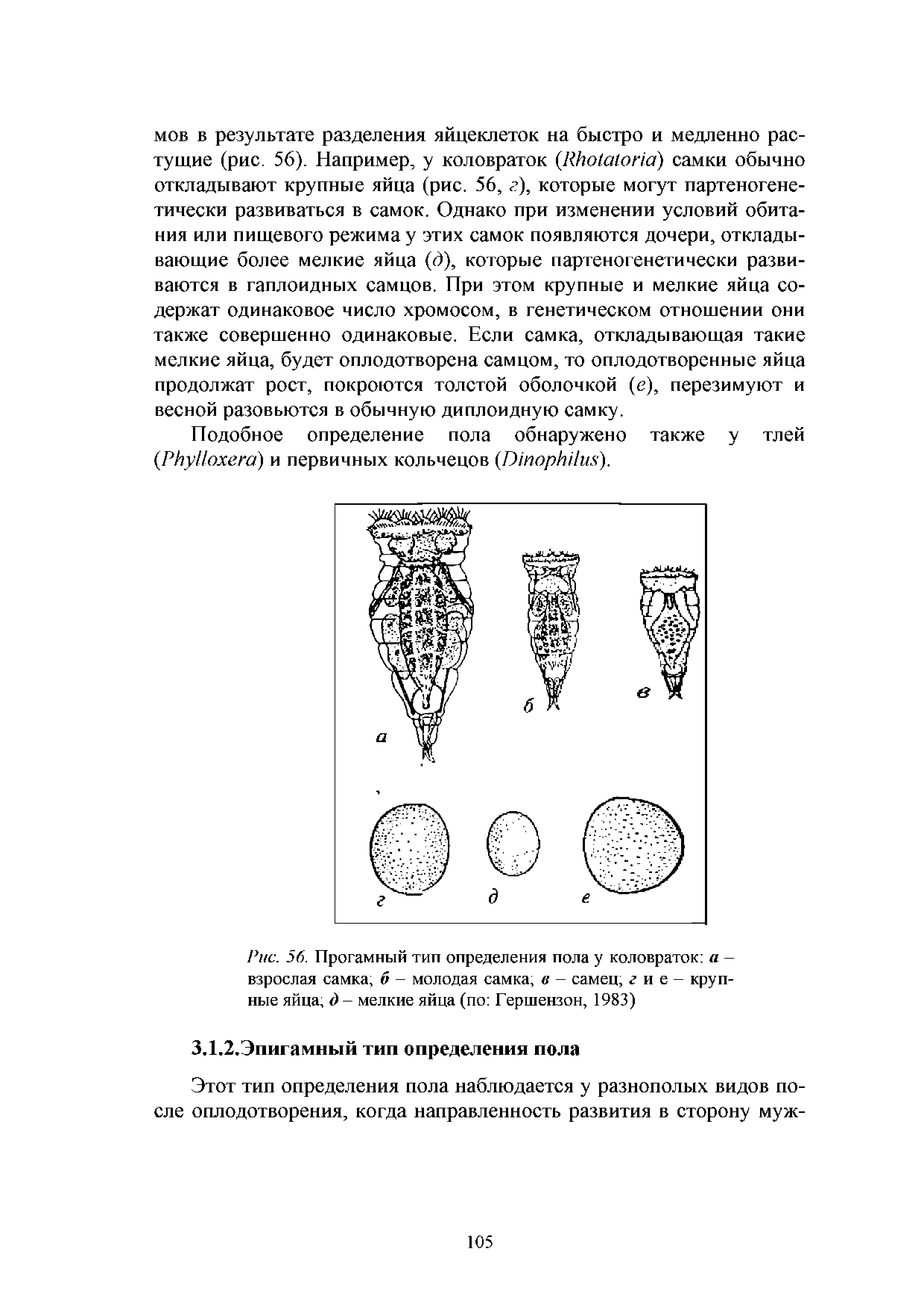 Рис. 56. Прогамный тип определения пола у коловраток а -взрослая самка, б - молодая самка, в - самец, г и е - крупные яйца, д - мелкие яйца (по Гершензон, 1983)...