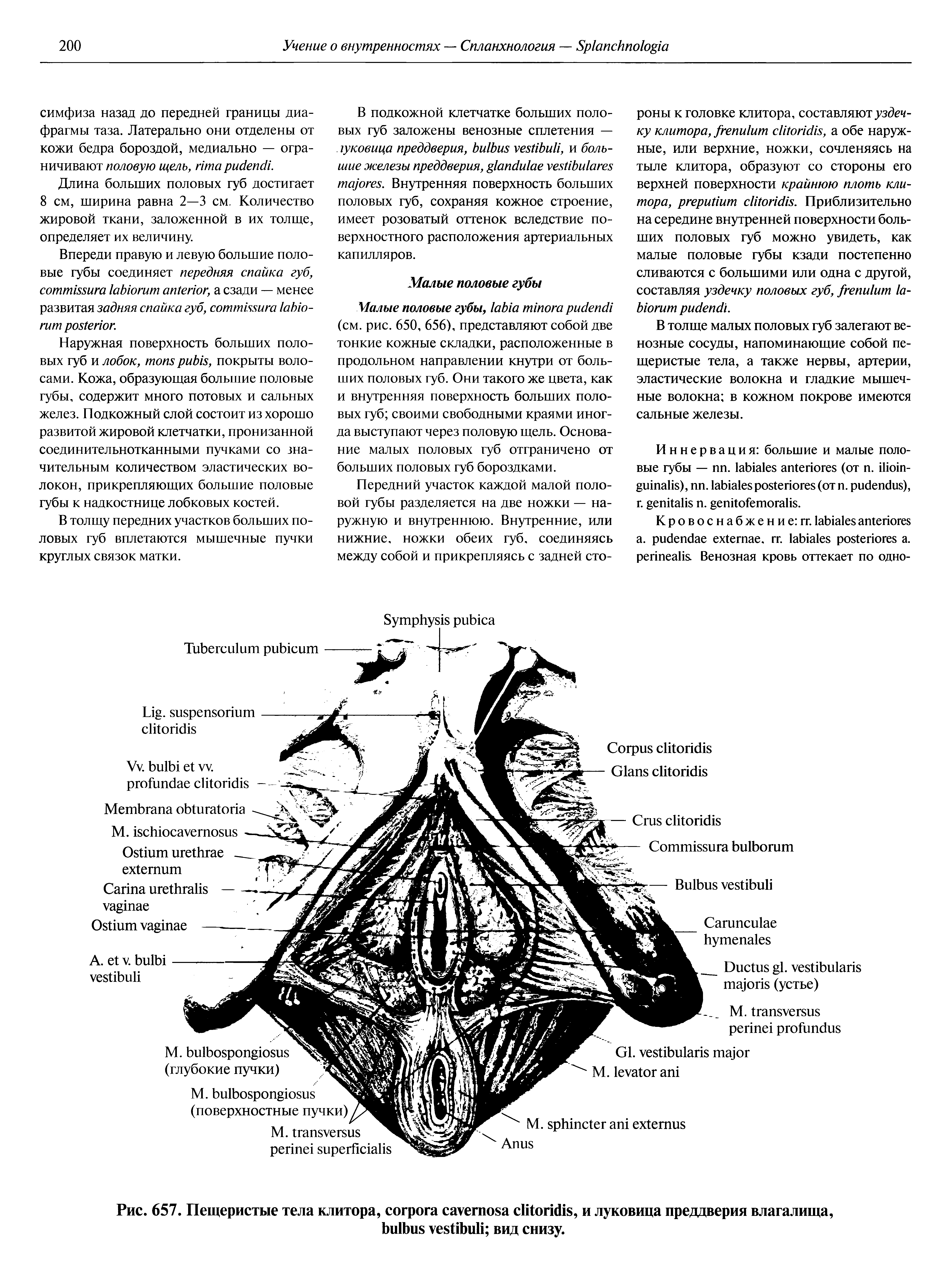 Рис. 657. Пещеристые тела клитора, , и луковица преддверия влагалища, вид снизу.