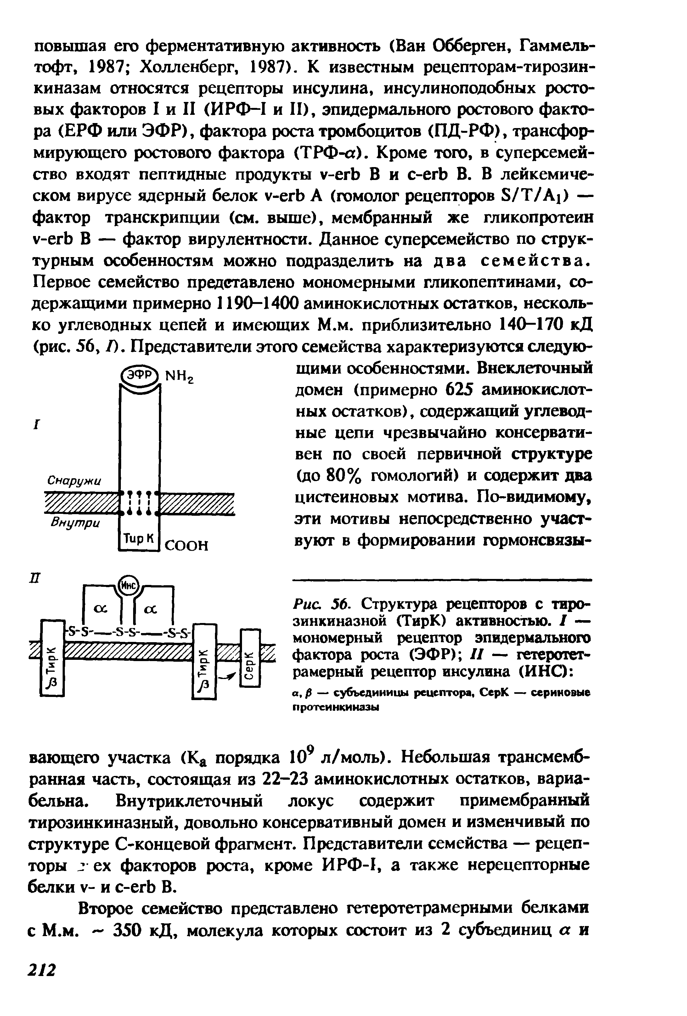 Рис. 56. Структура рецепторов с тирозинкиназной (ТирК) активностью. I — мономерный рецептор эпидермального фактора роста (ЭФР) // — гетеротет-рамерный рецептор инсулина (ИНС) ...