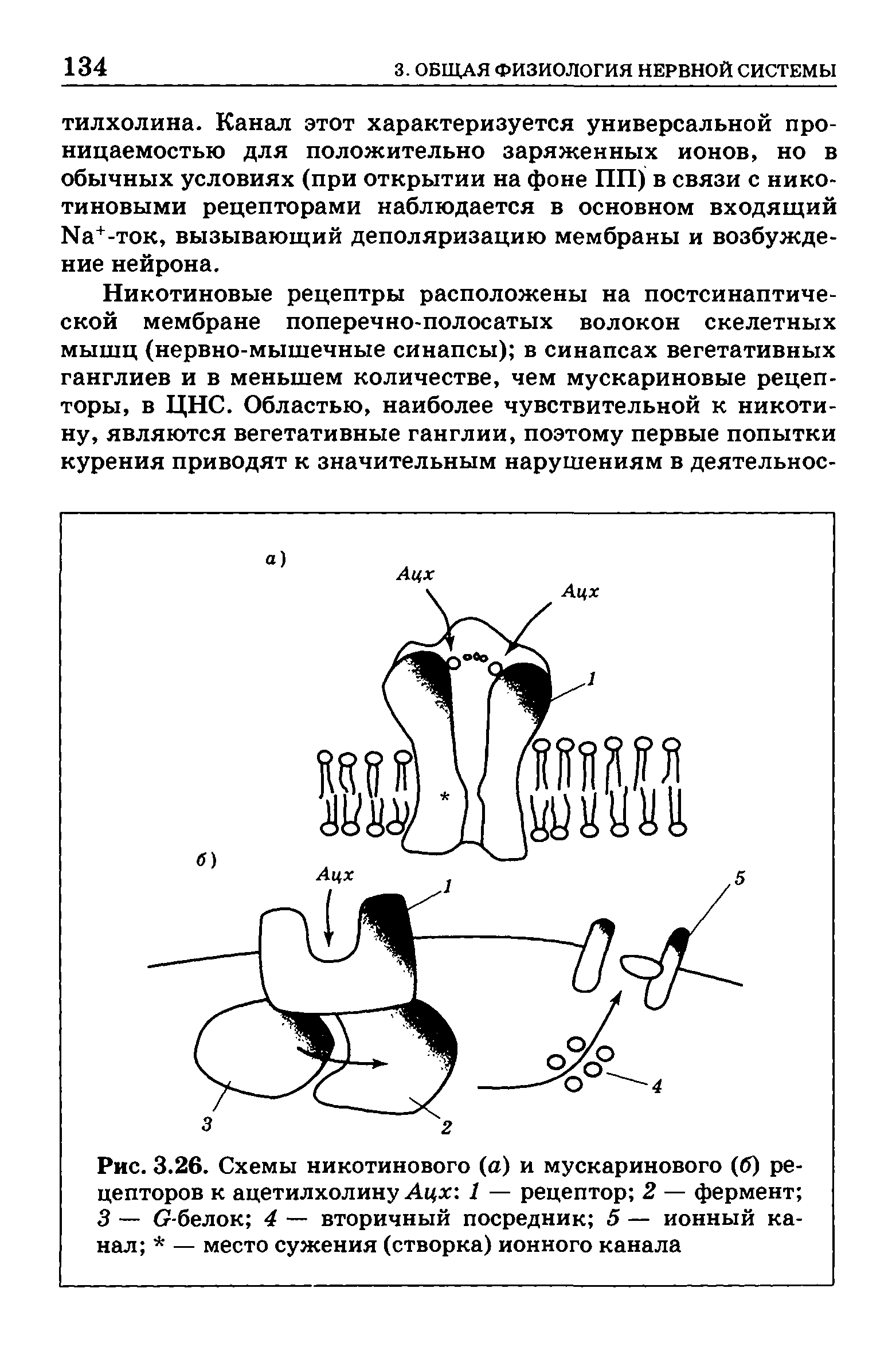 Рис. 3.26. Схемы никотинового (а) и мускаринового (б) рецепторов к ацетилхолину Ацх 1 — рецептор 2 — фермент 3 — (7-белок 4 — вторичный посредник 5 — ионный канал — место сужения (створка) ионного канала...