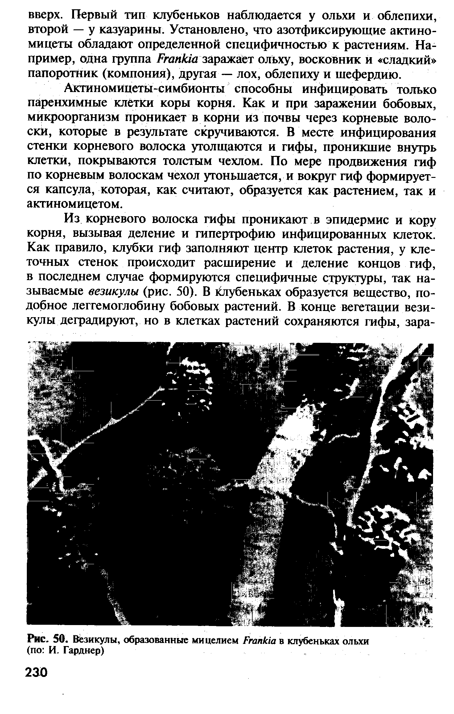 Рис. 50. Везикулы, образованные мицелием Егапкла в клубеньках ольхи (по И. Гарднер)...