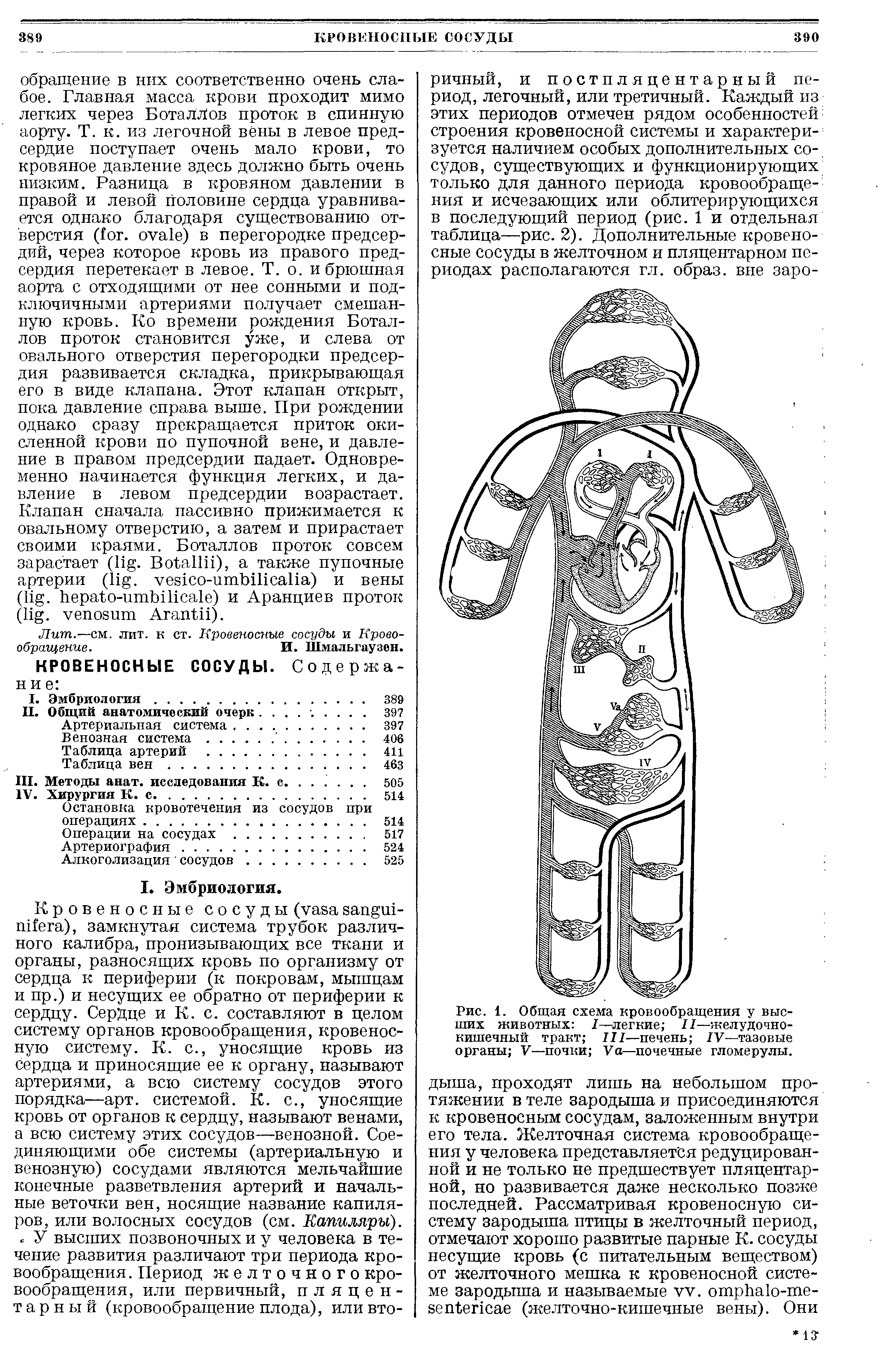 Рис. 1. Общая схема кровообращения у высших животных I—легкие II—желудочно-кишечный тракт III—печень IV—тазовые органы V—почки V —почечные гломерулы.