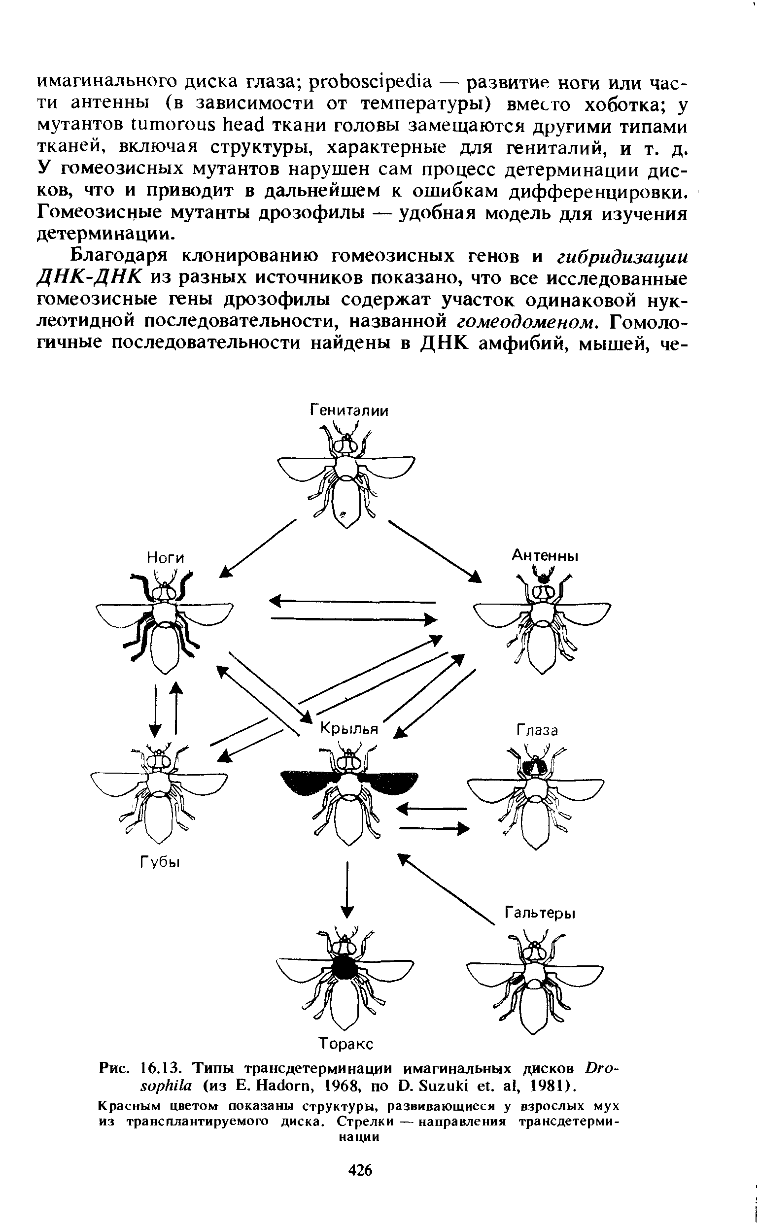 Рис. 16.13. Типы трансдетерминации имагинальных дисков D (из Е. H , 1968, по D. S . , 1981).